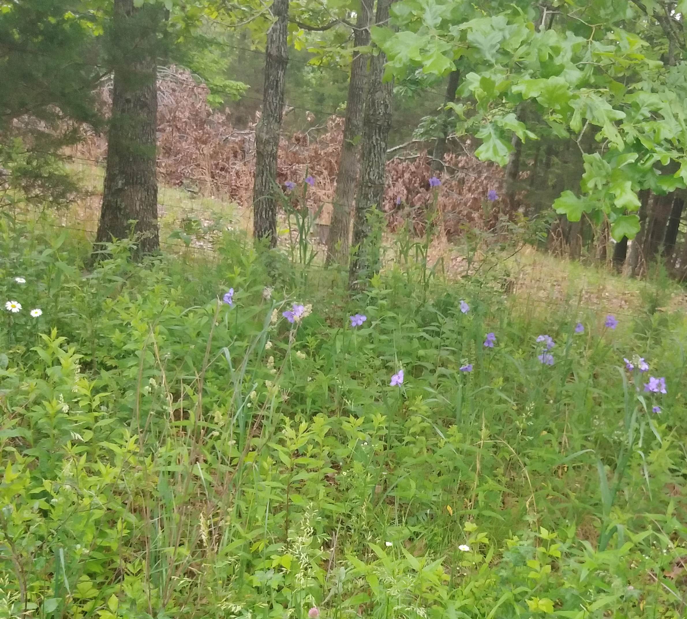 Camping near Paddy Creek Recreation Area: Anutty Farm, Edgar Springs, Missouri