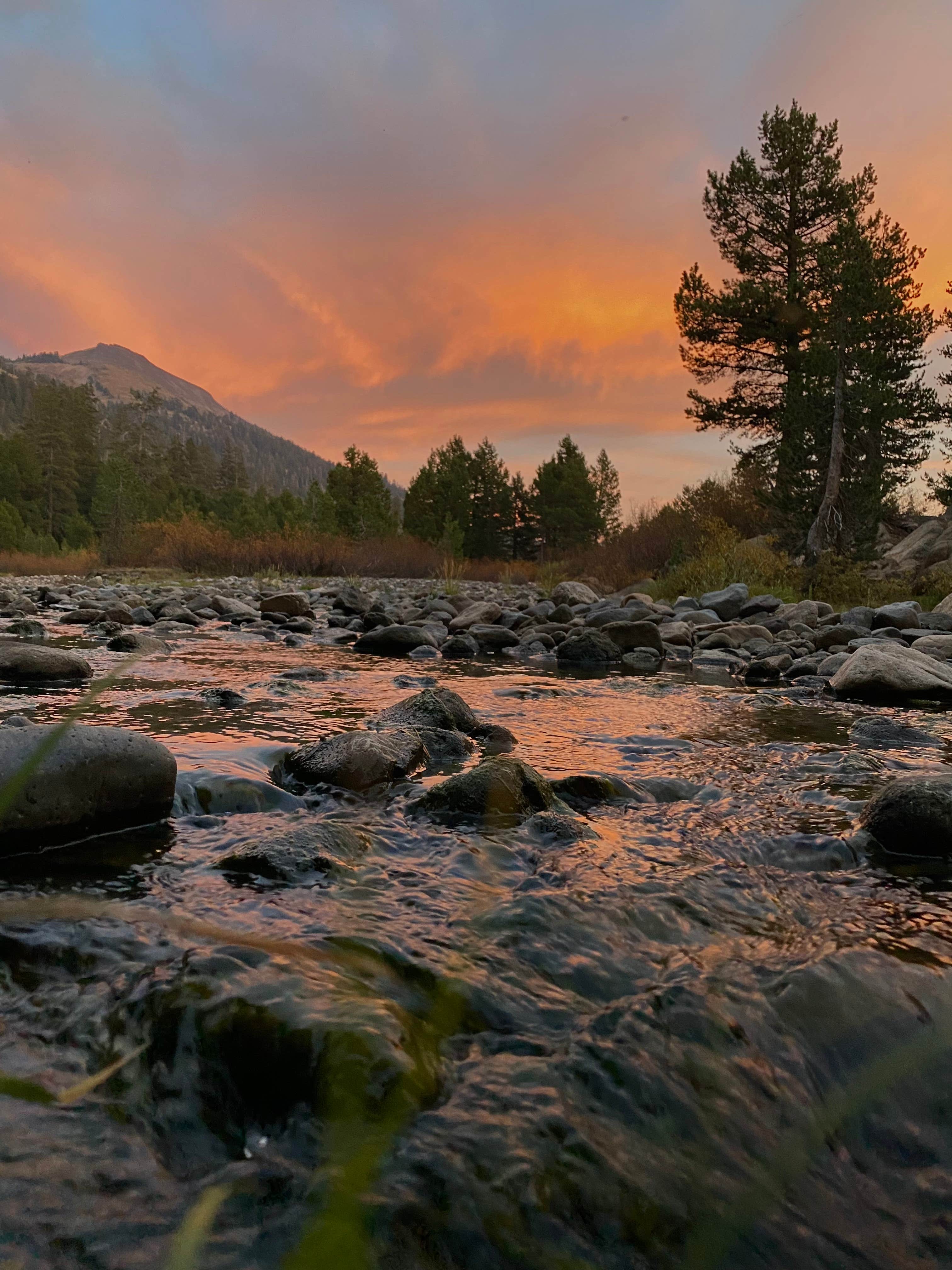 Claudia M.'s photo of a dispersed camping area at Bear Valley Dispersed Camping near Placerville, CA