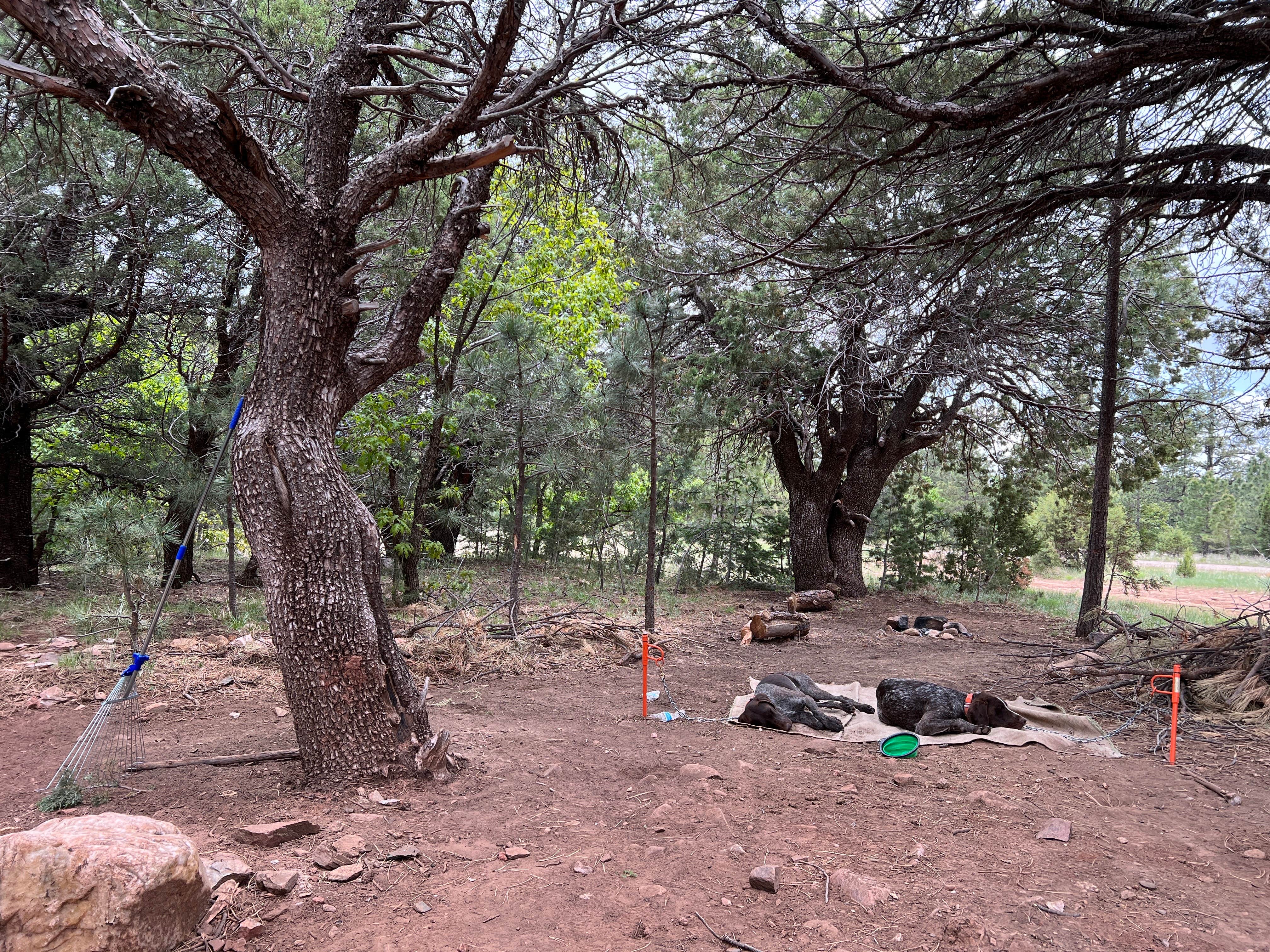 Camper-submitted photo at Manzano Mountains Camp near Mountainair, NM