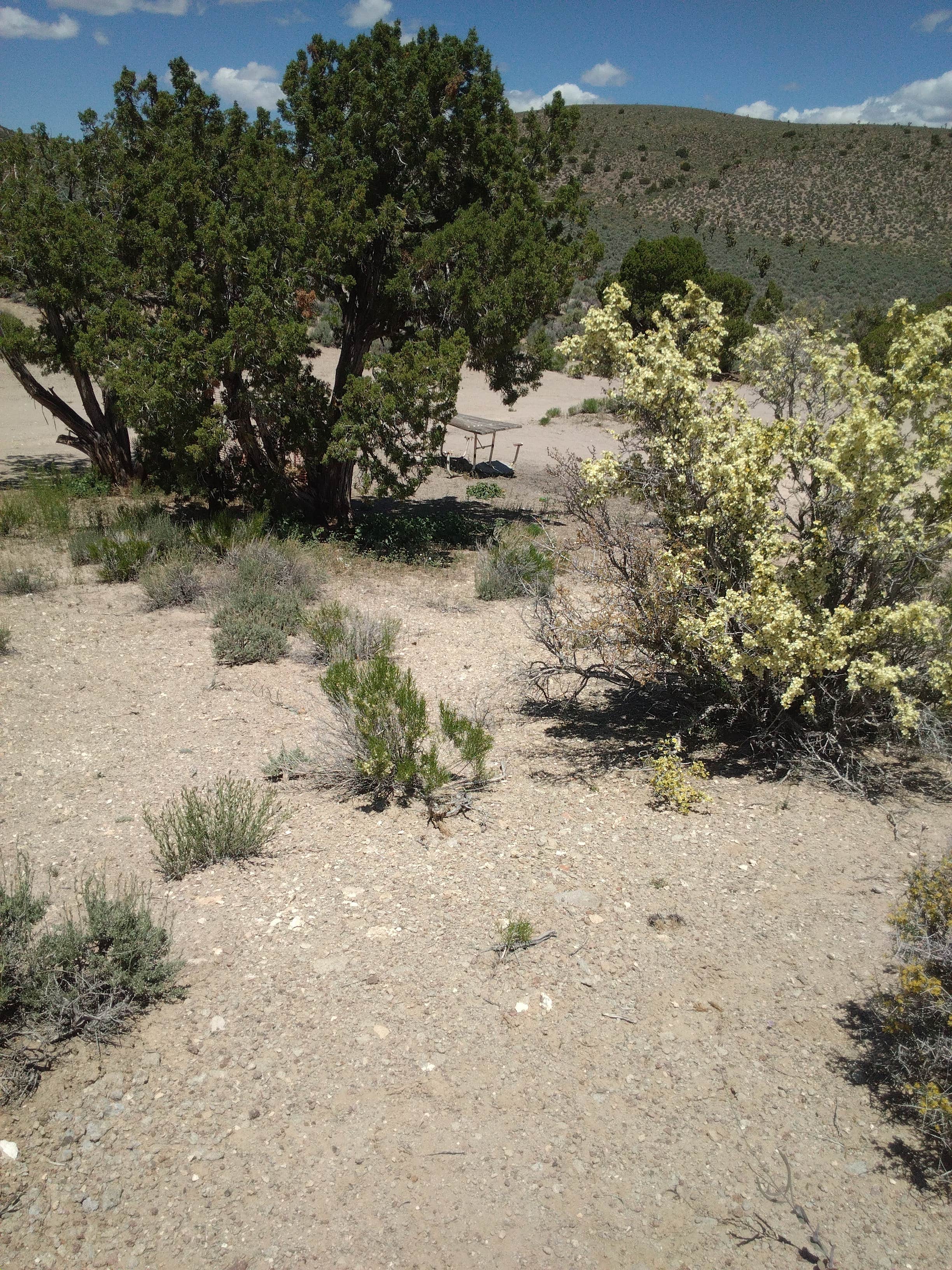 Camper-submitted photo at #375 off Extraterrestrial Highway near Humboldt-Toiyabe National Forest Headquarters