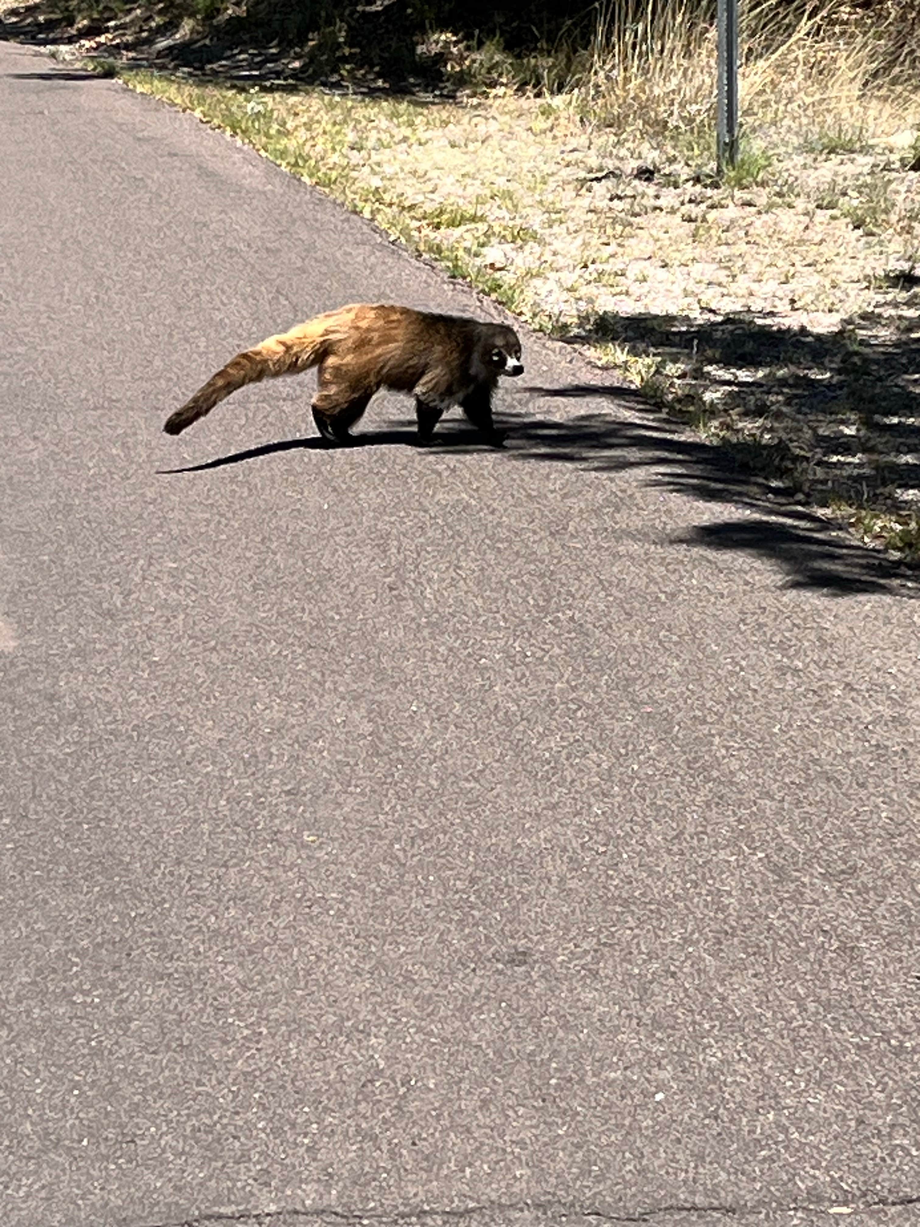 BikerMonkey's photo of camping with pets at Bonita Canyon Campground — Chiricahua National Monument near Chiricahua, AZ