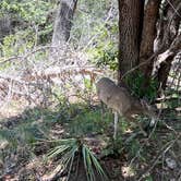 Review photo of Bonita Canyon Campground — Chiricahua National Monument by BikerMonkey , May 27, 2023