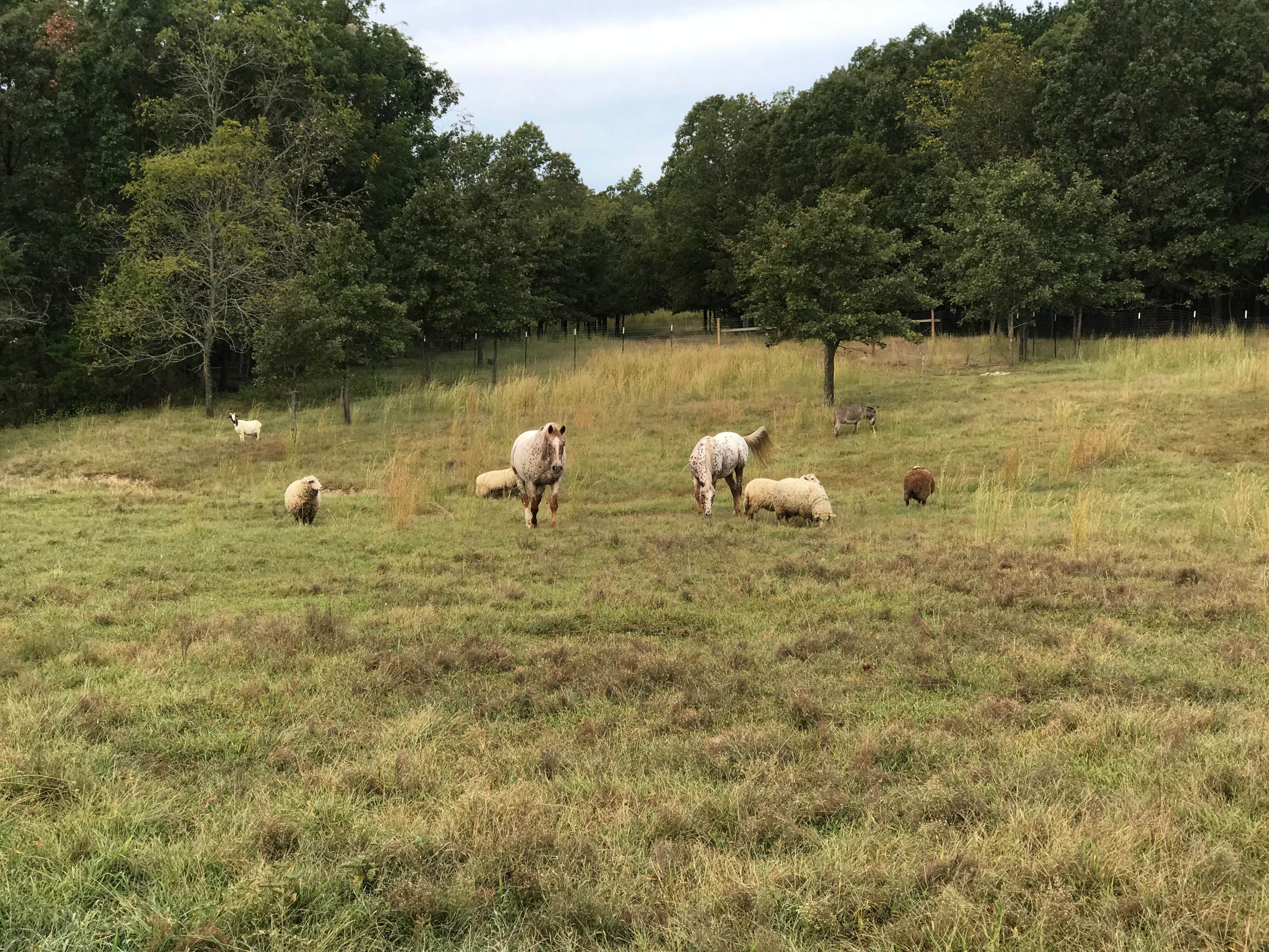 Camper-submitted photo at Anutty Farm near Fort Leonard Wood, MO