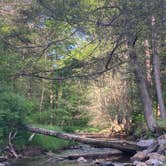 Review photo of Little River Dispersed Campsites by Ashley W., May 28, 2023
