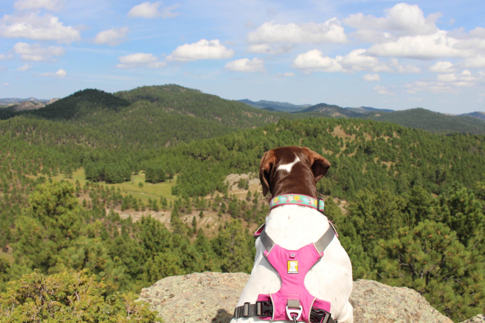 Kate R.'s photo of camping with pets at Game Lodge Campground — Custer State Park near Buffalo Gap, SD