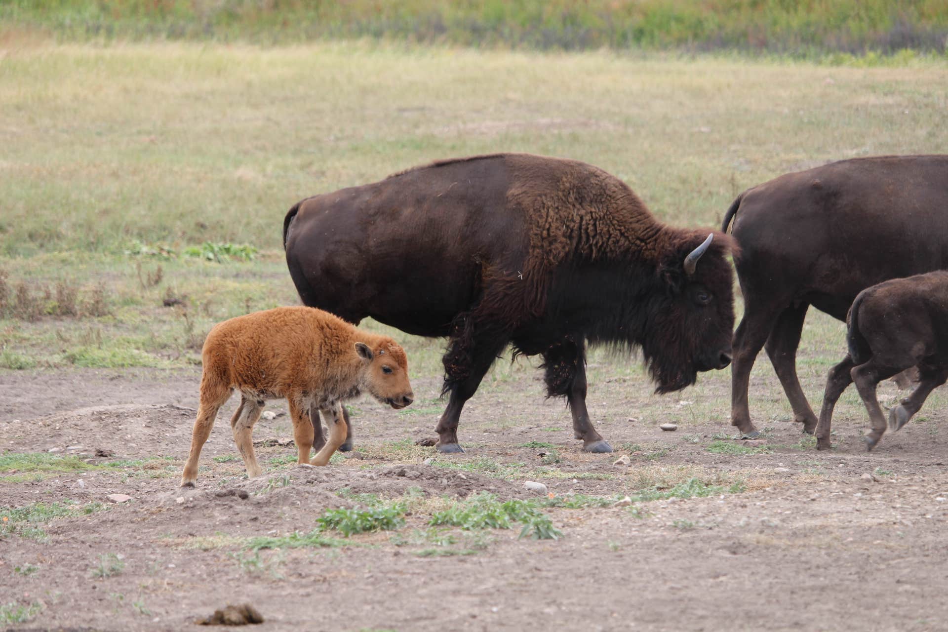 Camper submitted image from Game Lodge Campground — Custer State Park - 2