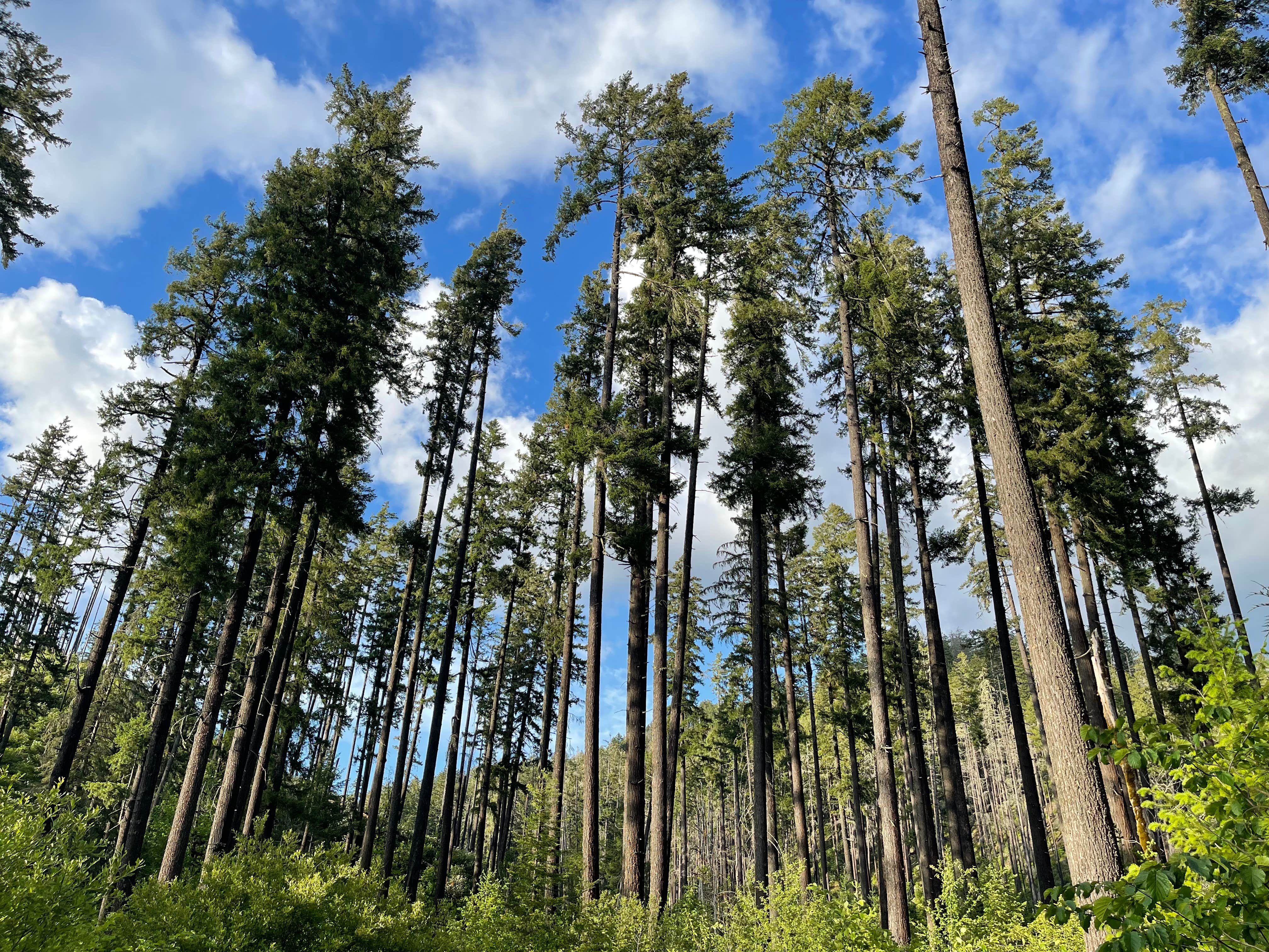 Camping near Timber Butte Cabin: Bedrock Campground, Vida, Oregon