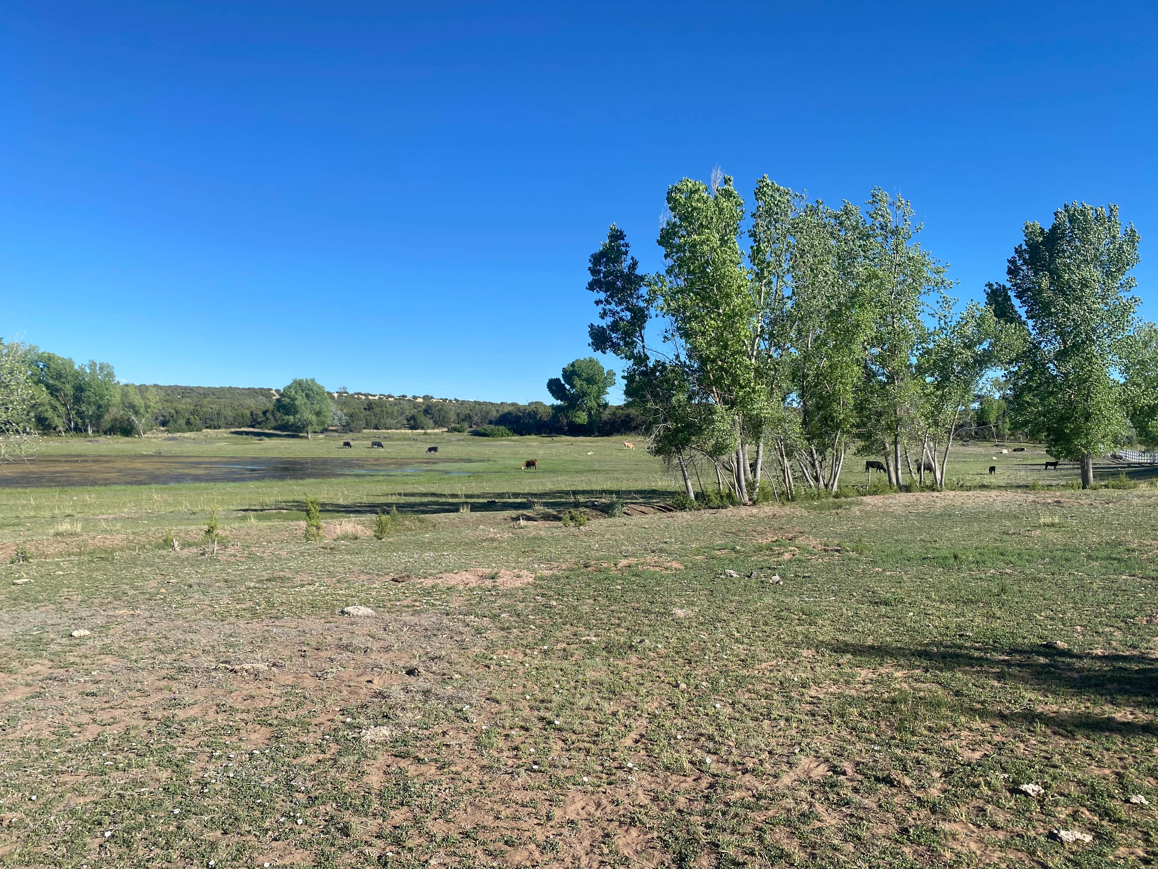 Camper-submitted photo at Concho lake near Whiteriver, AZ