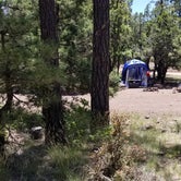 Review photo of Woodchute Wilderness by cynthia S., May 28, 2023