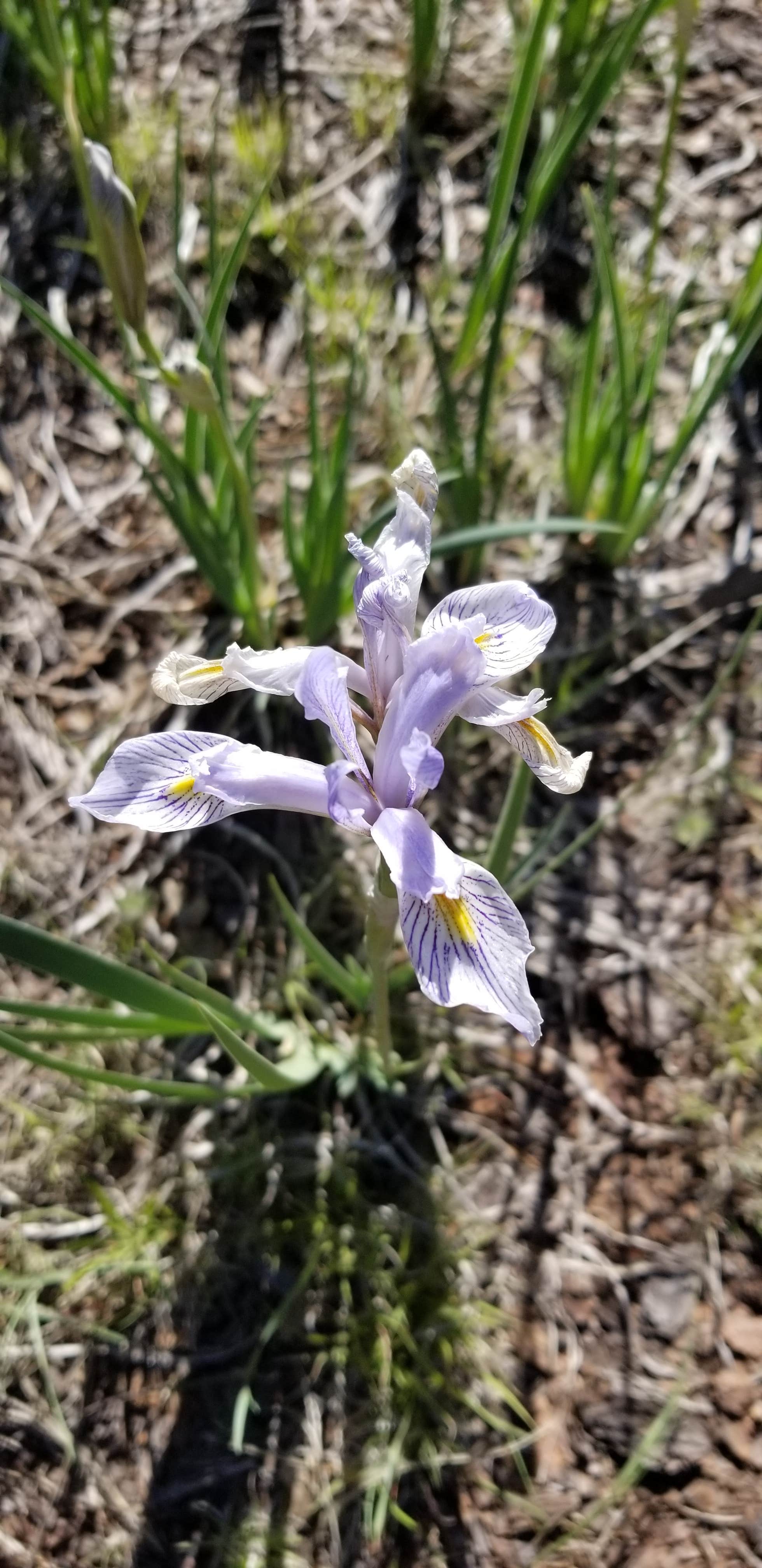 Camper-submitted photo at Woodchute Wilderness near Chino Valley, AZ