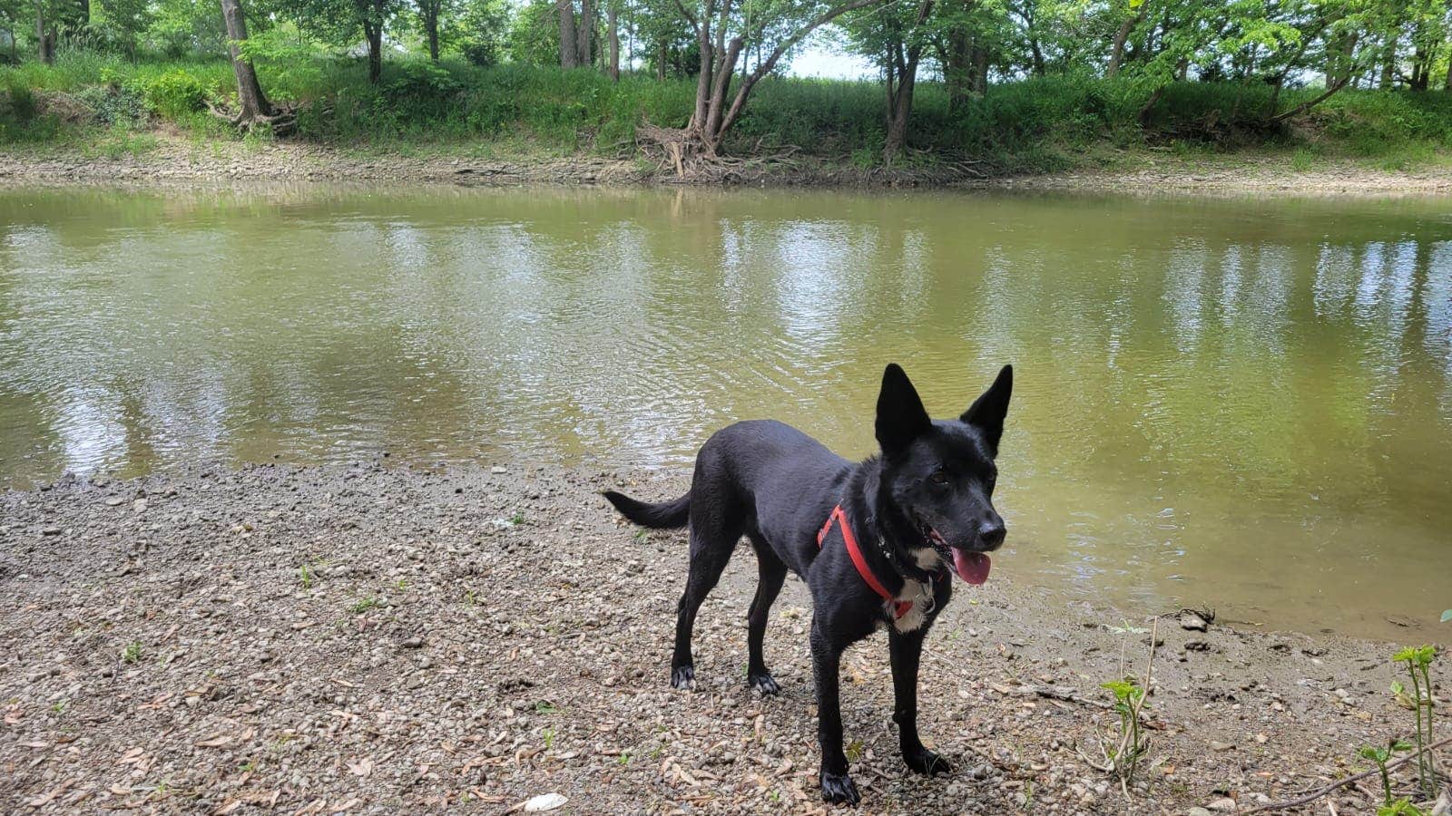 emily P.'s photo of camping with pets at Ouabache State Park Campground near Huntington, IN