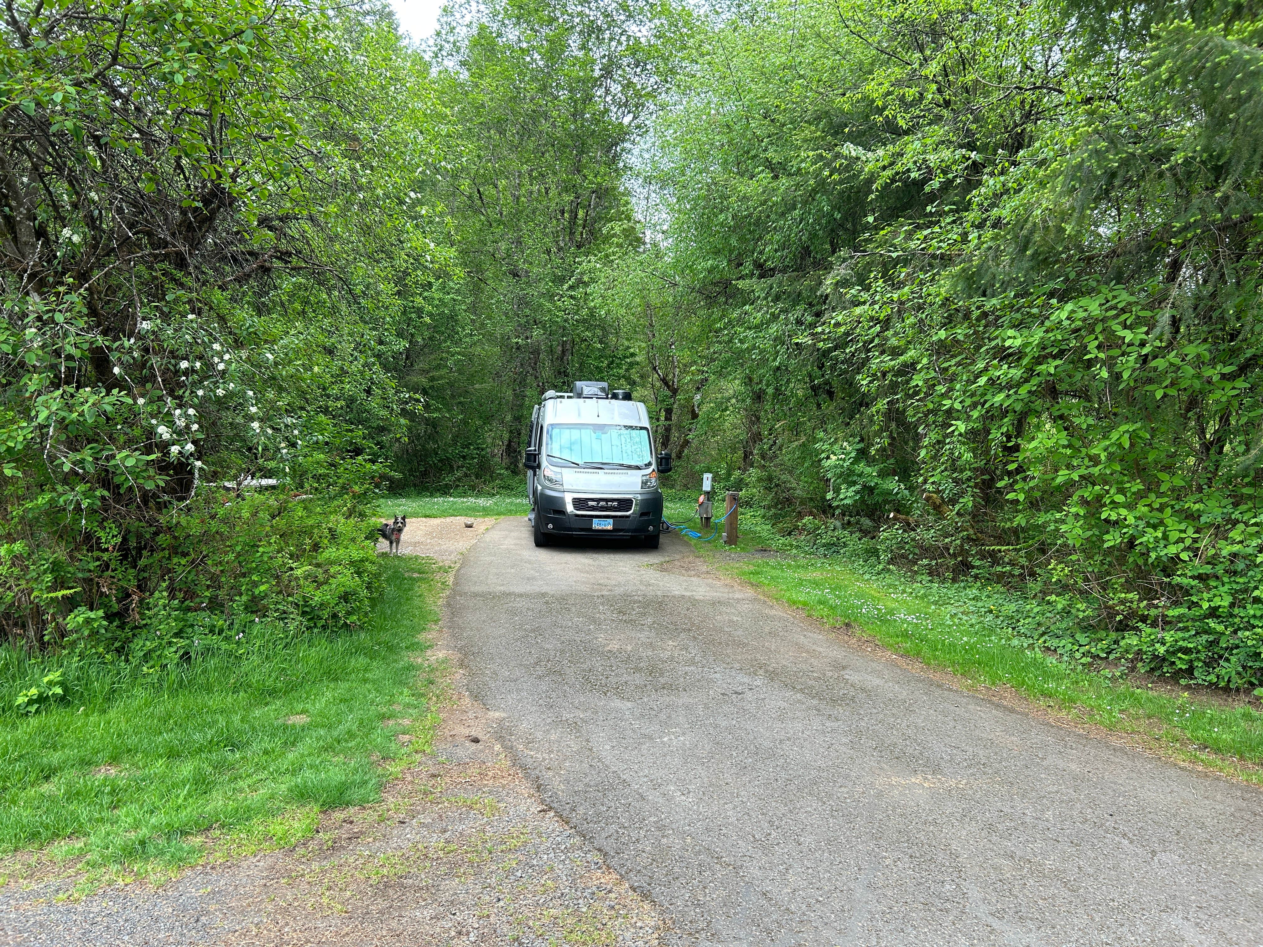 jessica's photo of camping with pets at Silver Falls State Park Campground in Oregon