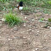 Review photo of Big Meadows Campground — Shenandoah National Park by Mel C., May 29, 2023