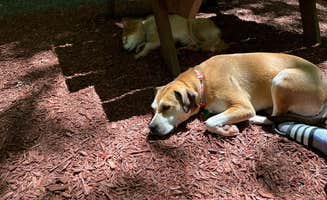Luis B.'s photo of camping with pets at Hemlock Campground & Cottages near Sweet Valley, PA