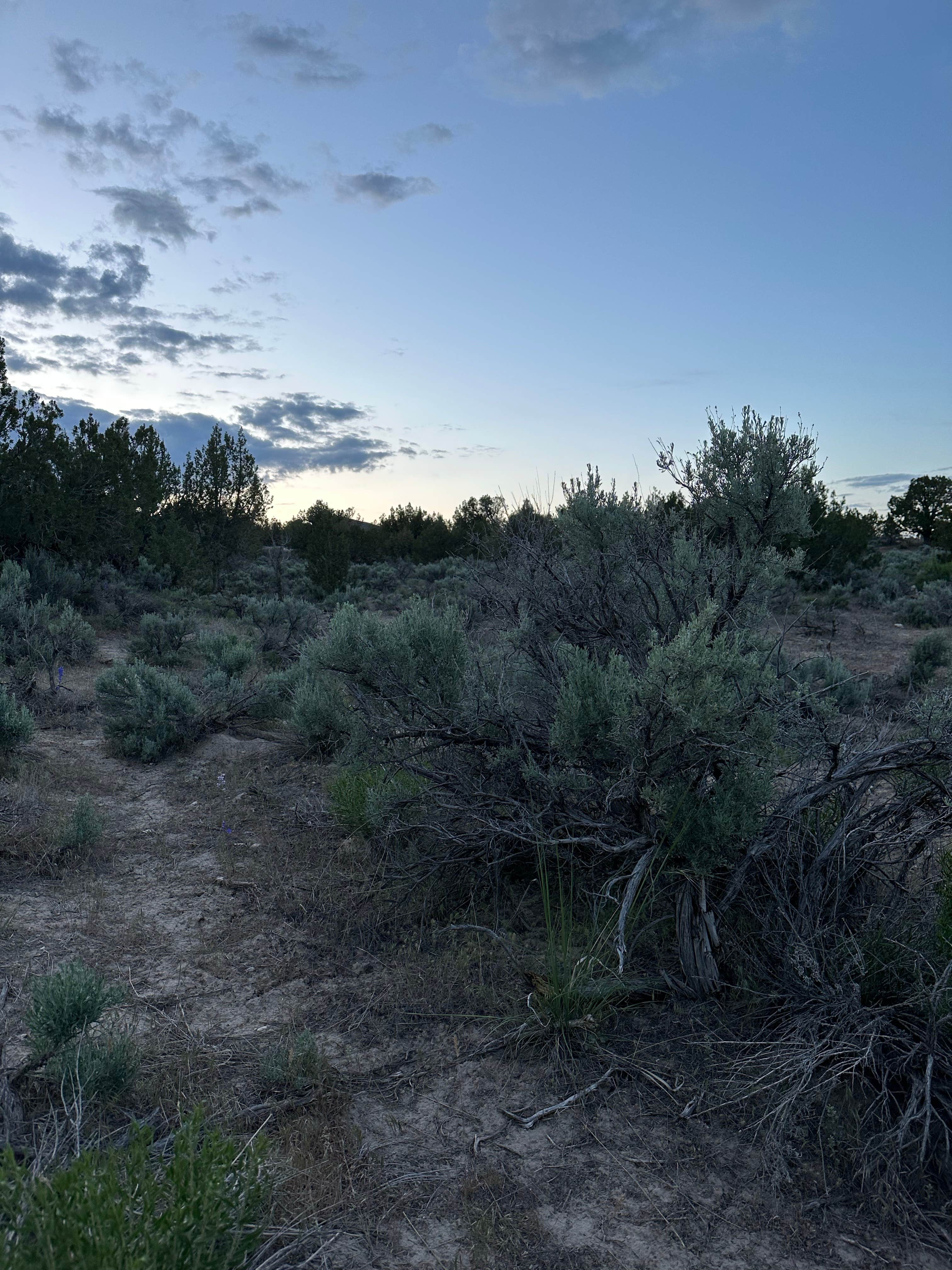 Camper-submitted photo at White Rocks Dispersed Camping near Dugway, UT