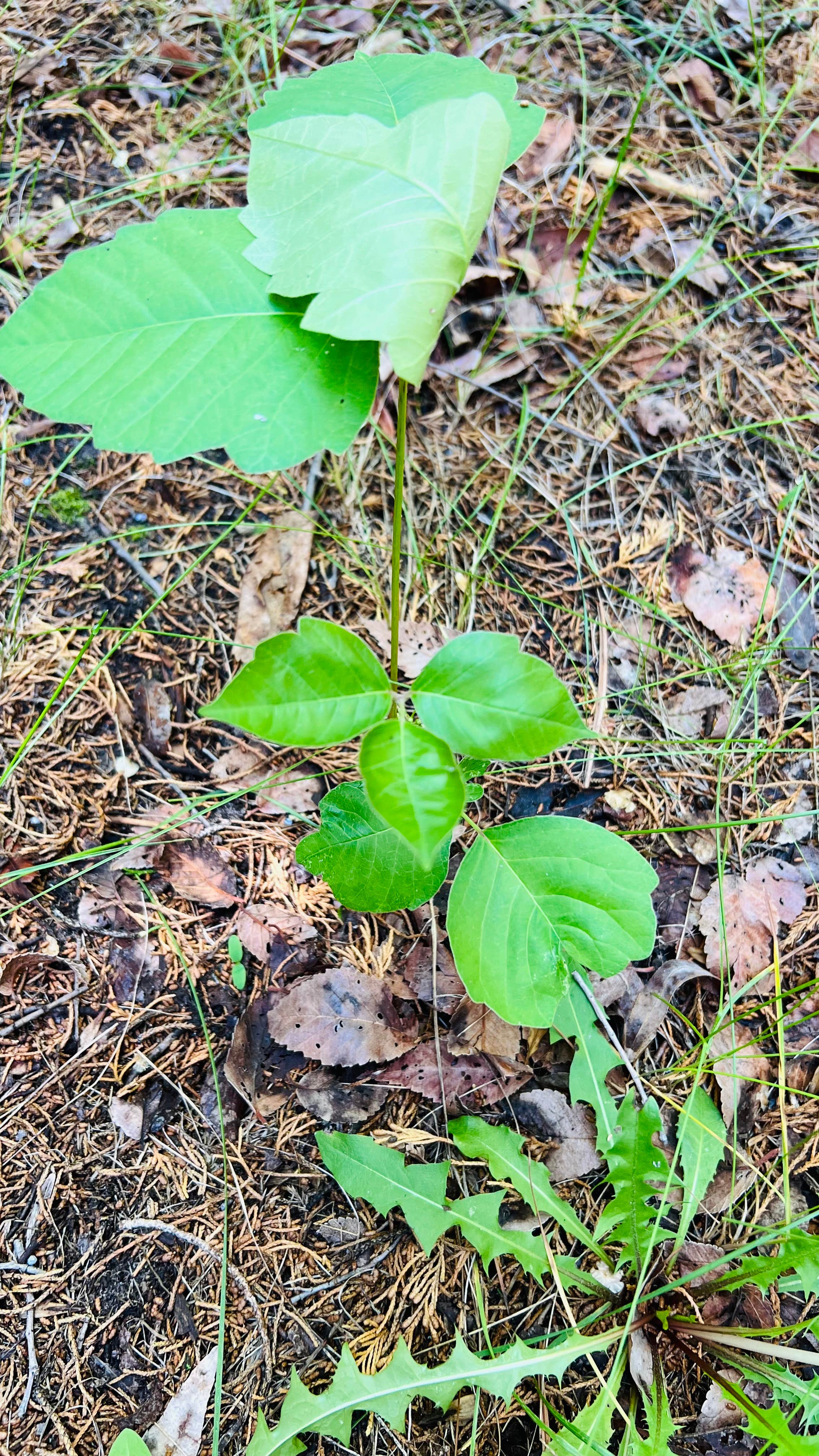 Camper-submitted photo at Pine Campground - Merritt Reservoir near Sparks, NE