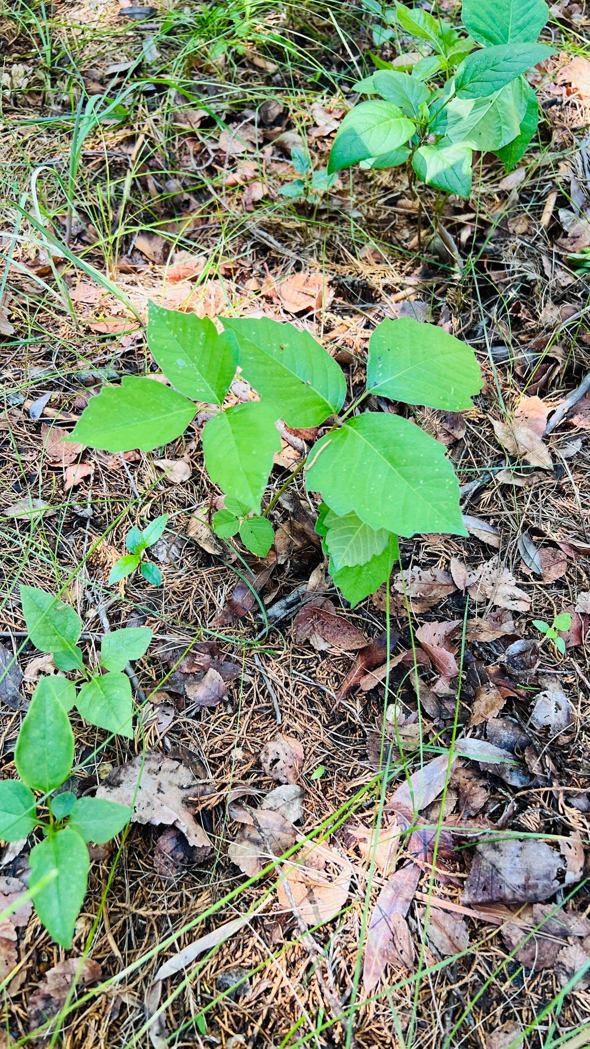 Camper-submitted photo at Pine Campground - Merritt Reservoir near Sparks, NE