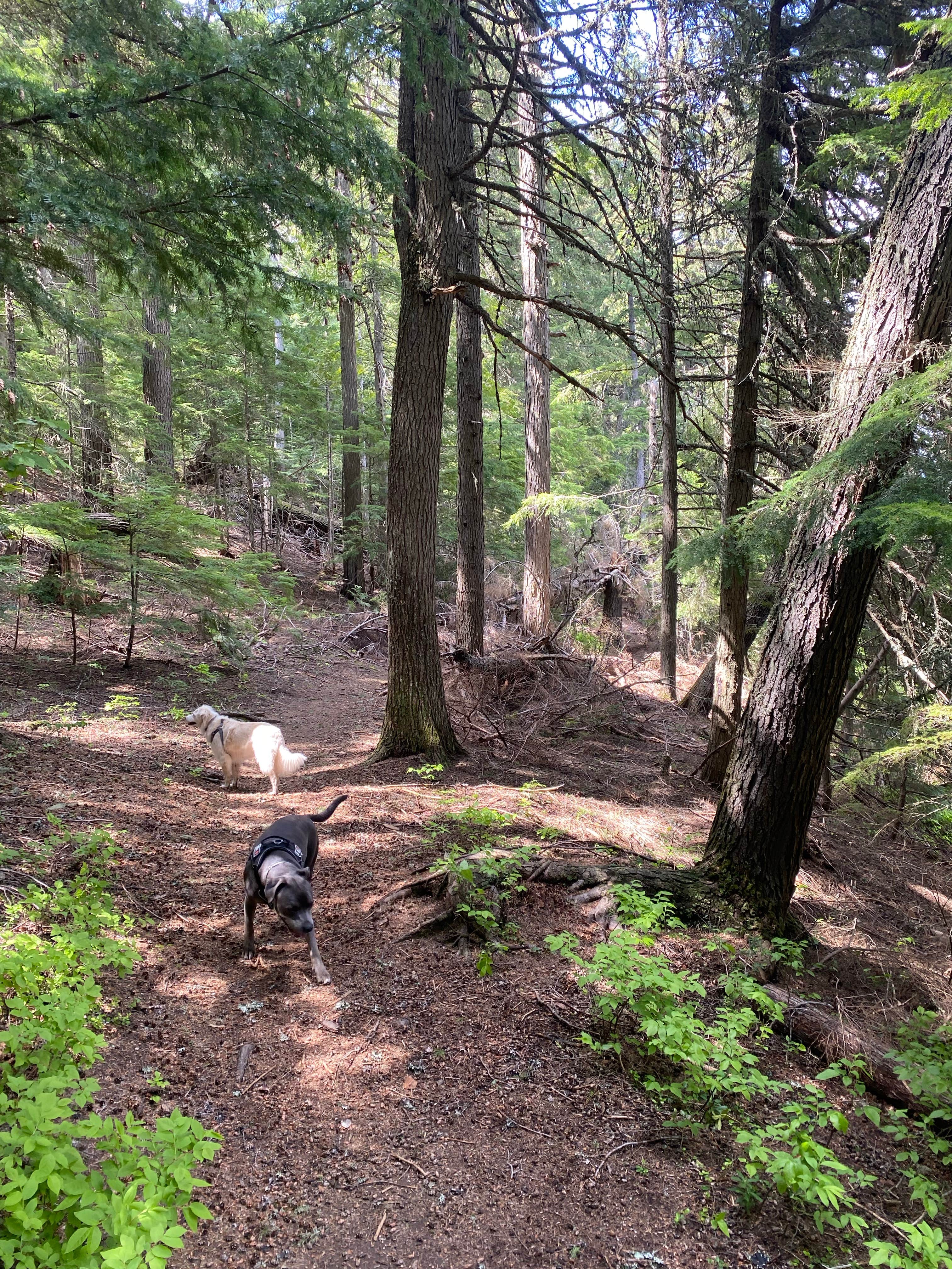 Marcus K.'s photo of camping with pets at South Skookum Lake Campground near Ione, WA