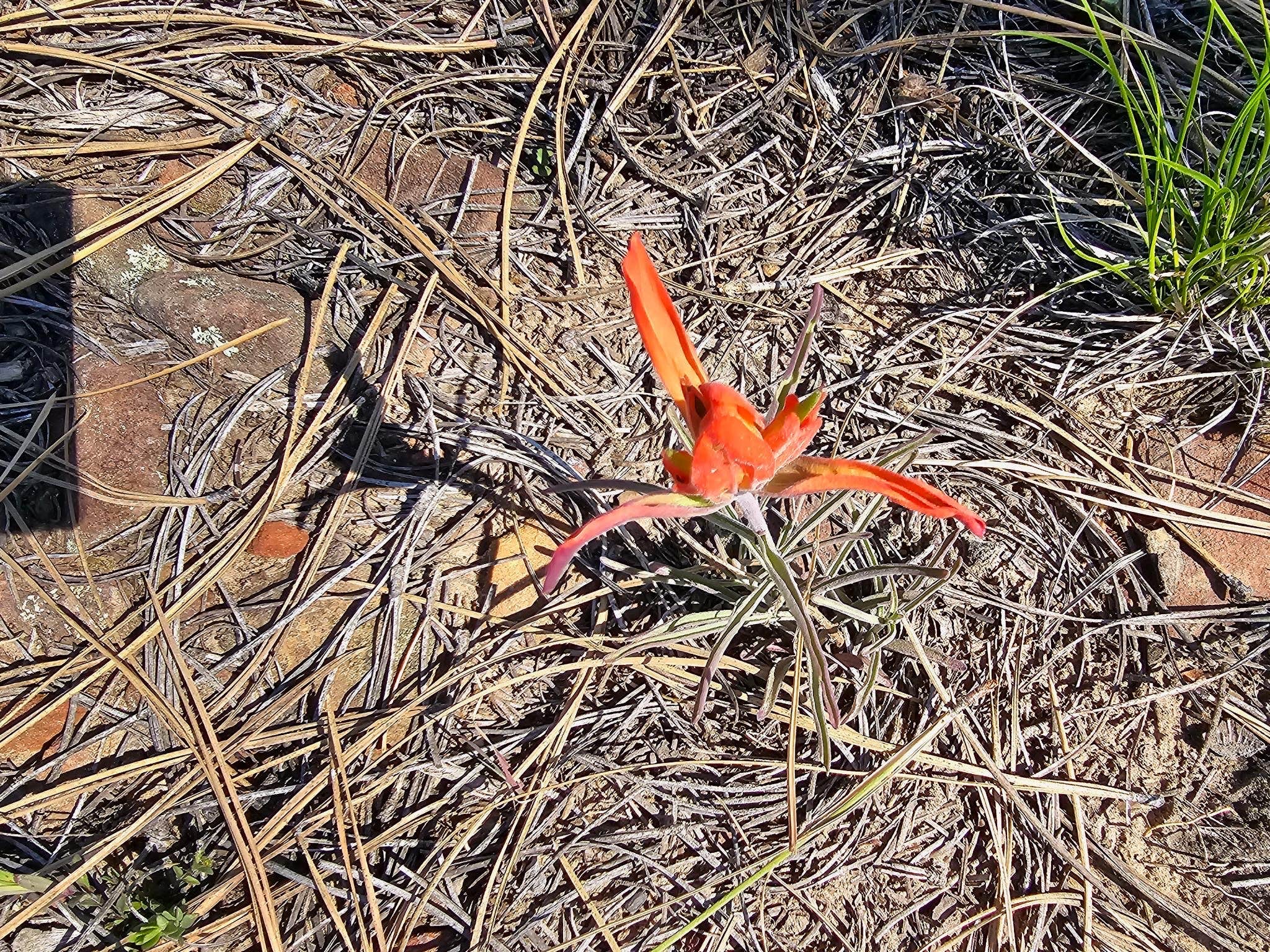 Camper-submitted photo at Larson Ridge Camping Area near Kohls Ranch, AZ