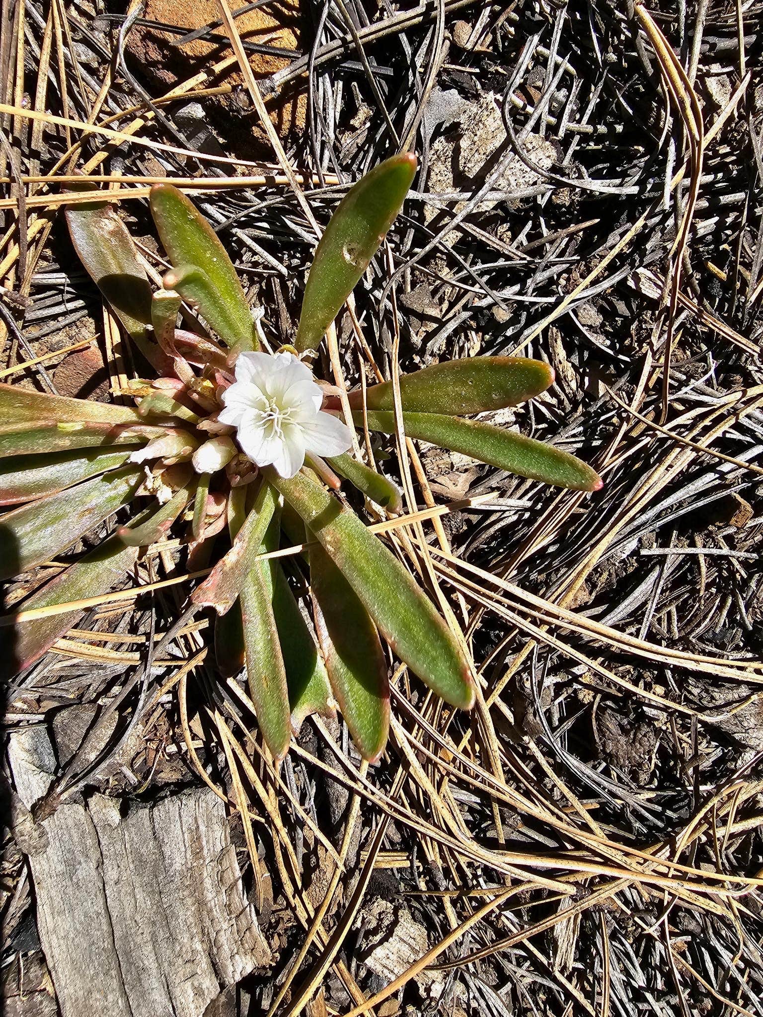 Camper-submitted photo at Larson Ridge Camping Area near Heber-Overgaard, AZ