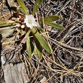 Review photo of Larson Ridge Camping Area by Rose C., May 30, 2023