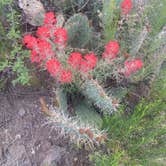 Review photo of Flower Pot USFS Dispersed by Rose C., May 30, 2023