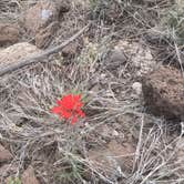 Review photo of Flower Pot USFS Dispersed by Rose C., May 30, 2023