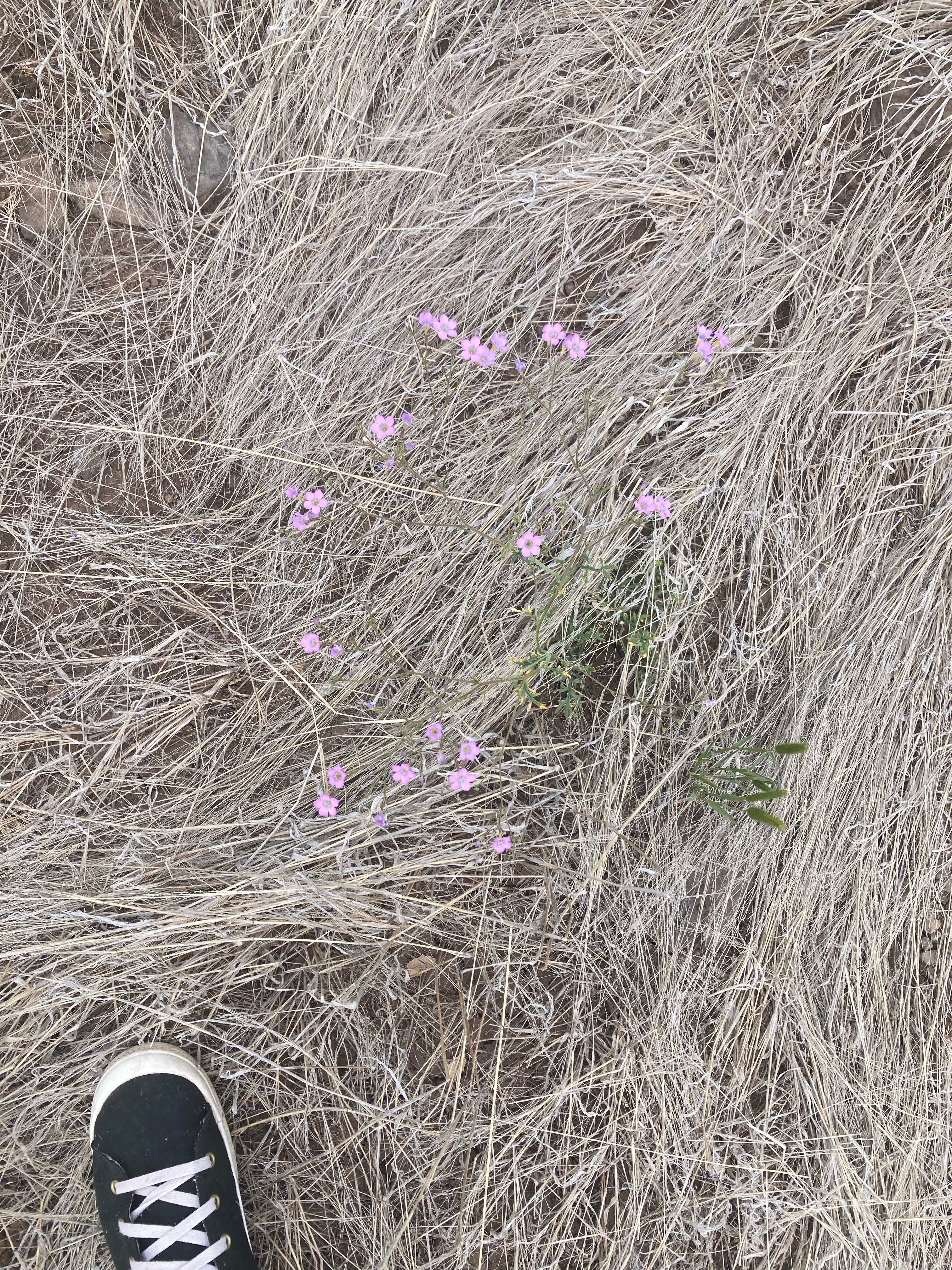 Camper-submitted photo at Flower Pot USFS Dispersed near Cordes Junction, AZ