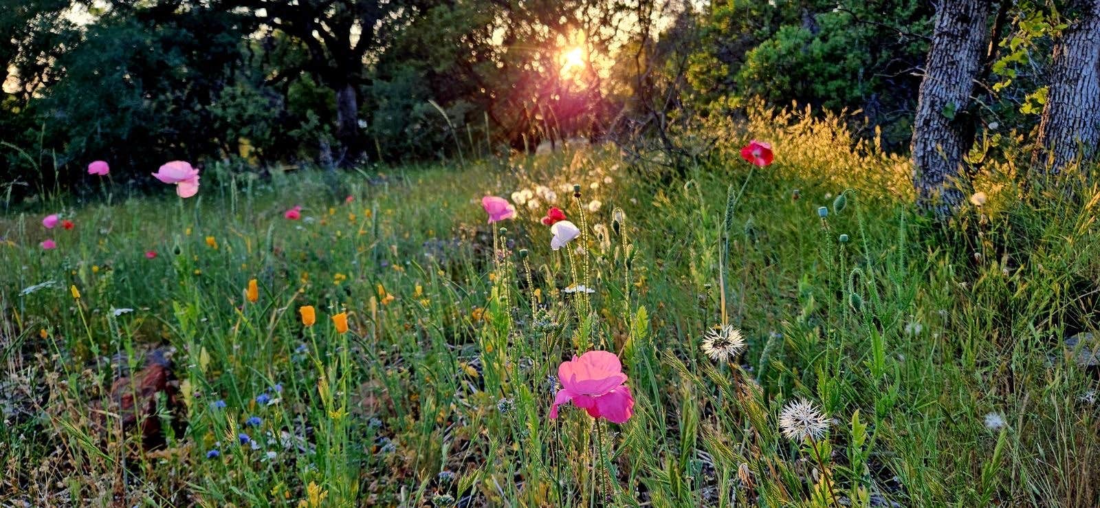 Camper-submitted photo at Laughing Buddha RV/Tent Camp near Rough and Ready, CA