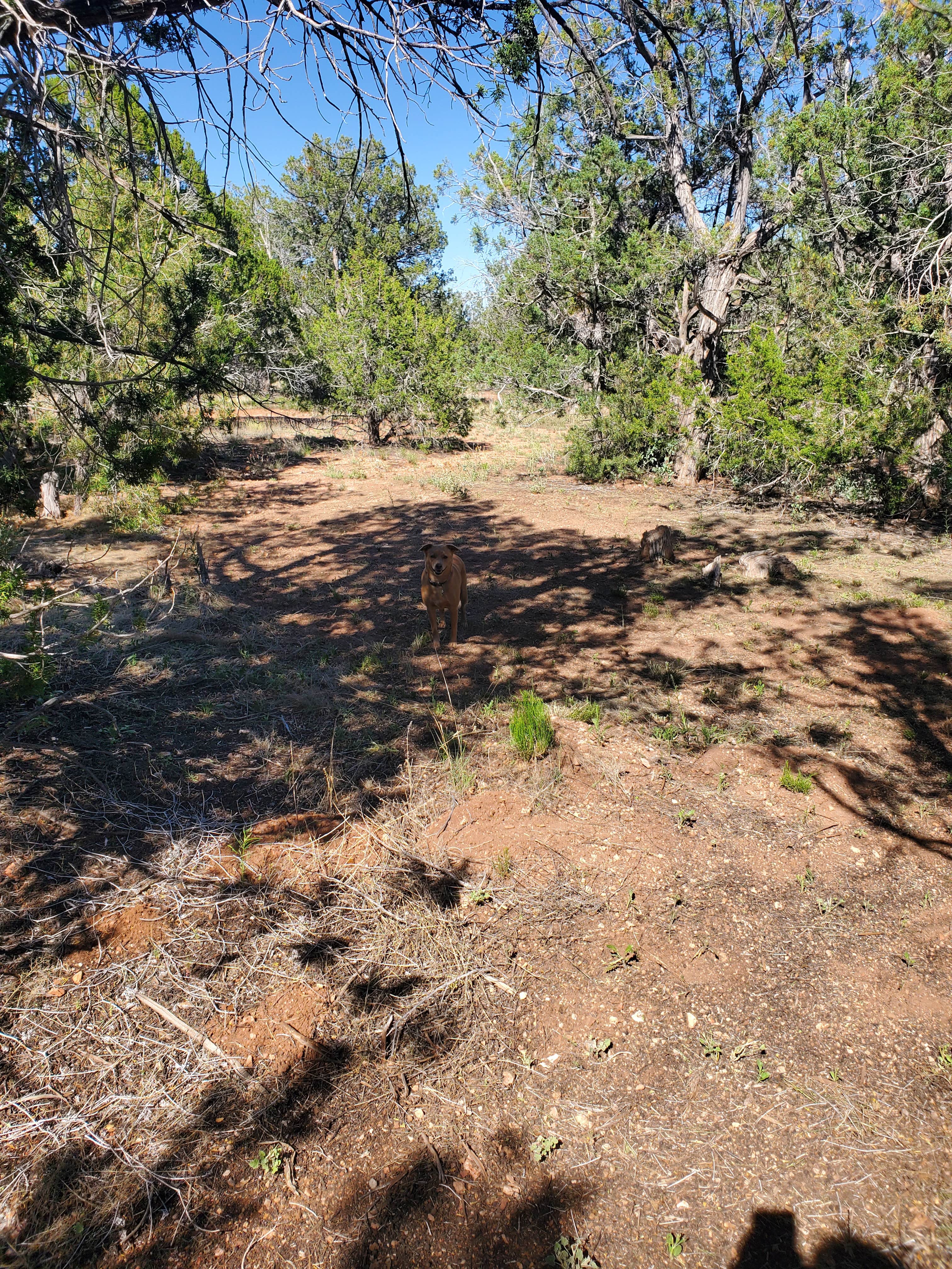 Camper-submitted photo at B-Rad Ranch near Peach Springs, AZ