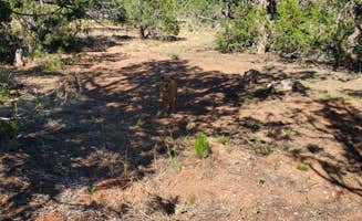 Brad L.'s photo of camping with pets at B-Rad Ranch near Seligman, AZ