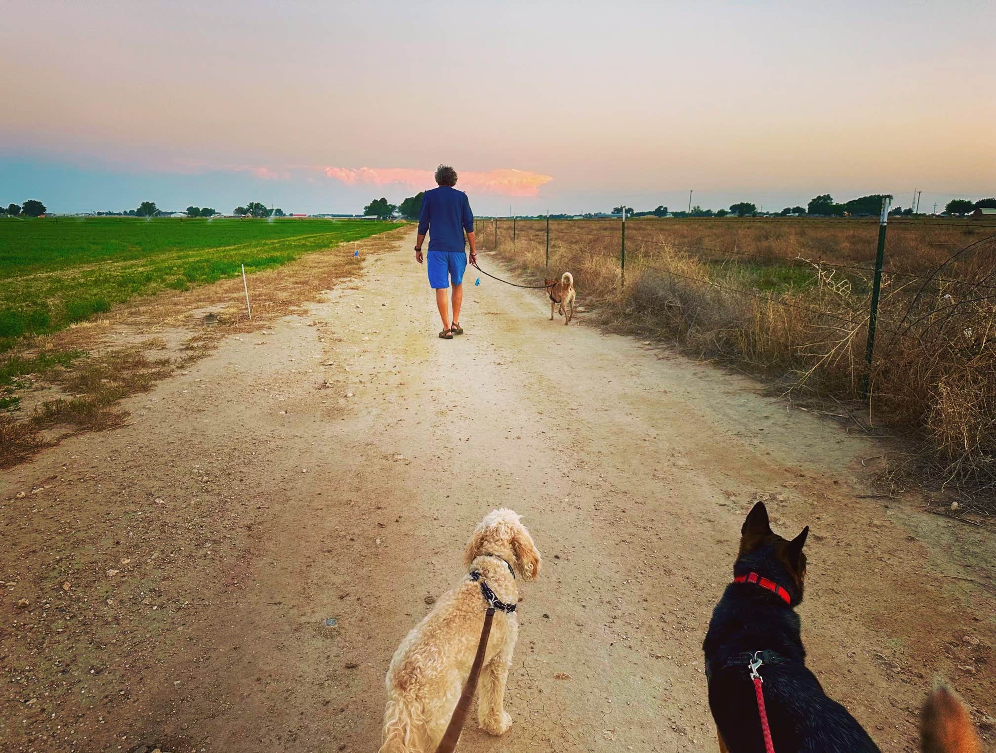 Ted N.'s photo of camping with pets at Red Barn RV Park near Dexter, NM