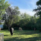 Review photo of Rio Grande Village Group Campground — Big Bend National Park by Shana D., May 30, 2023