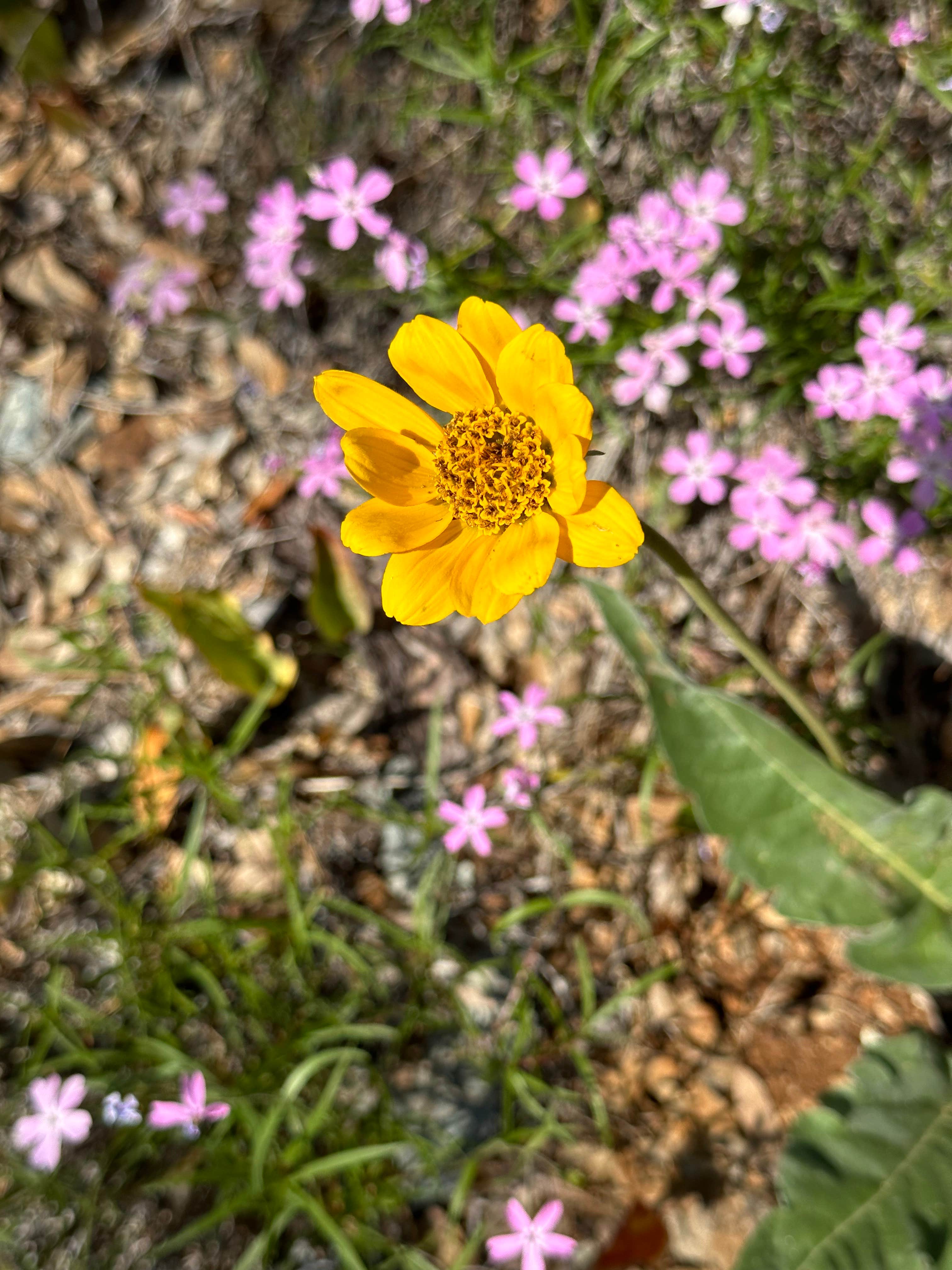 Camper-submitted photo at Josephine Campground near Wilderville, OR