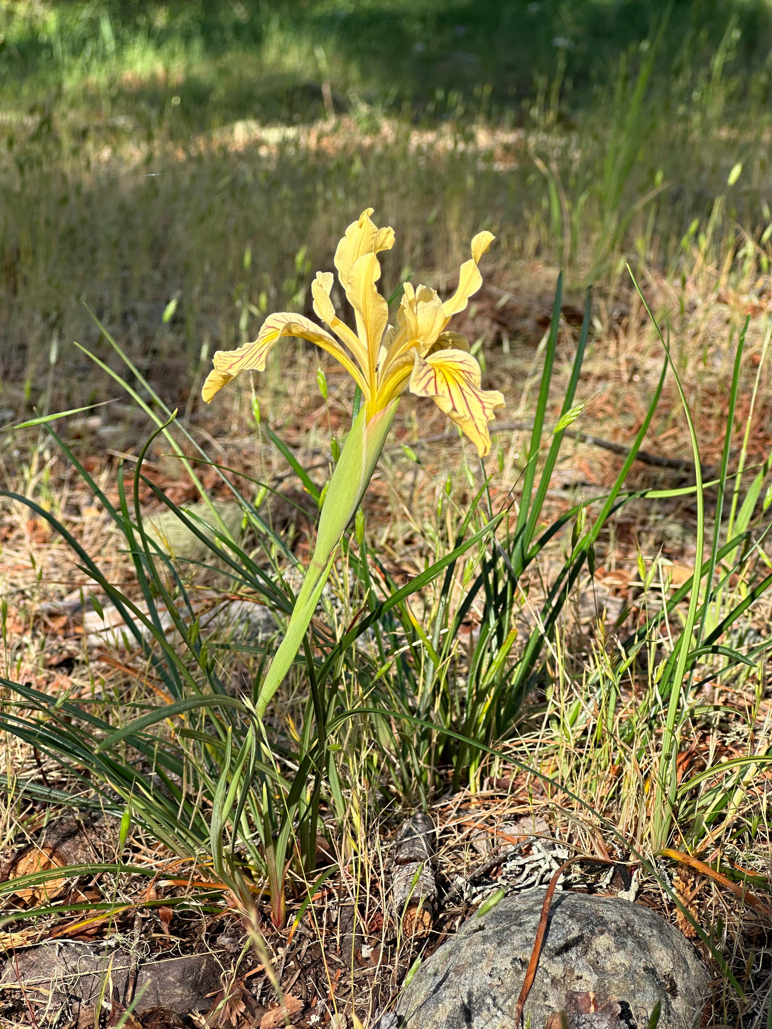Camper-submitted photo at Josephine Campground near Wilderville, OR