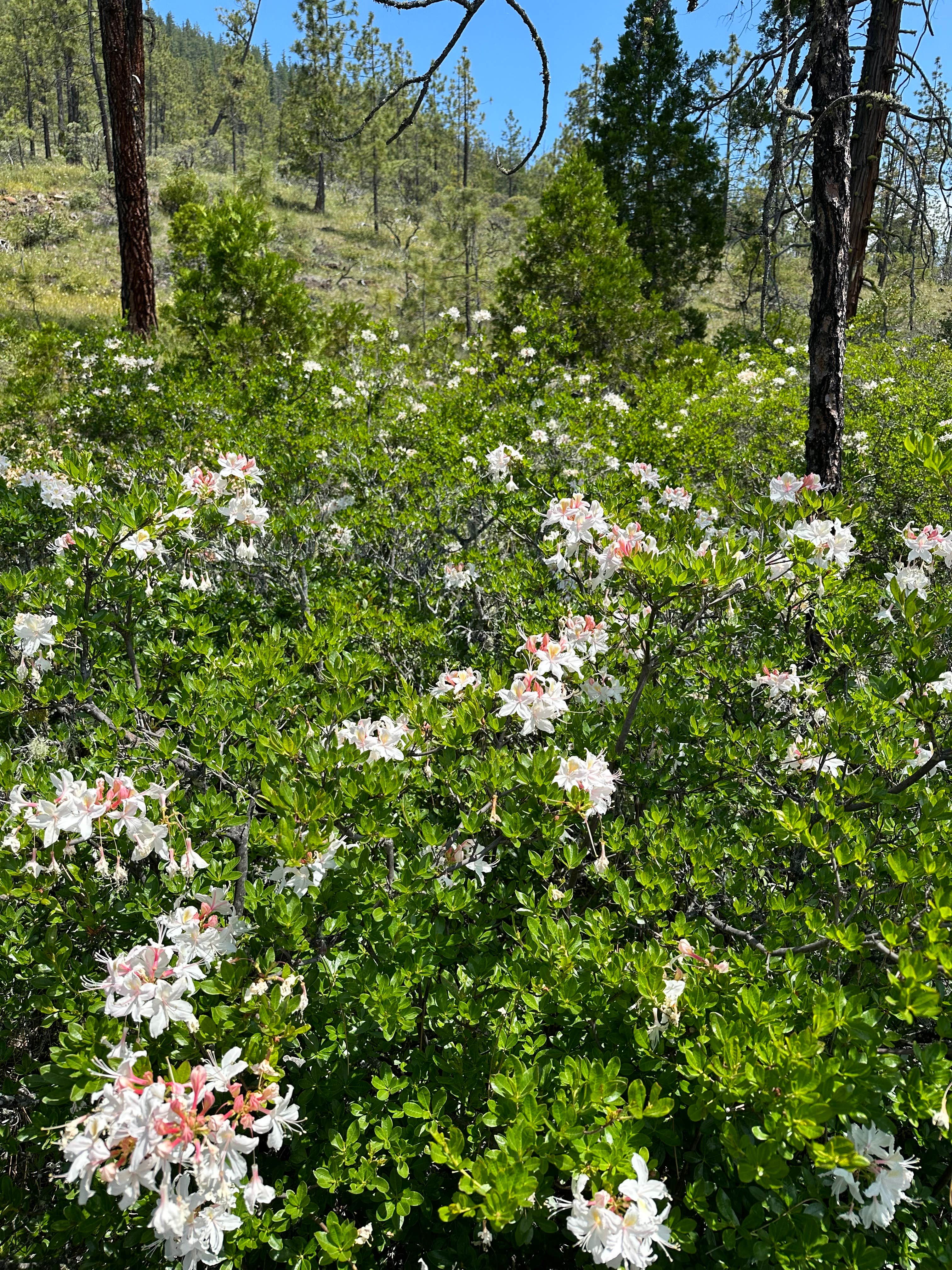 Camper-submitted photo at Josephine Campground near Wilderville, OR
