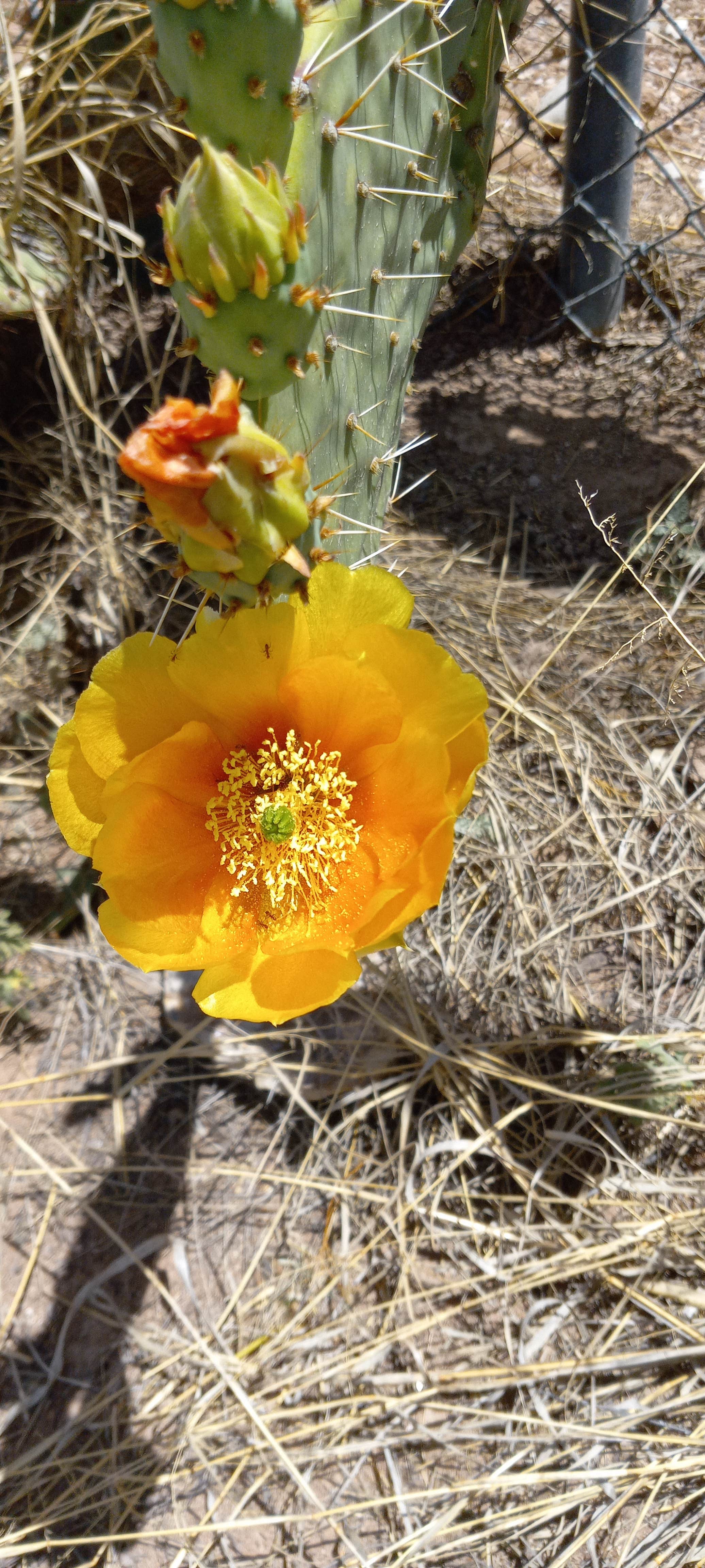 Camper-submitted photo at Pima County Fairgrounds RV Park near Sonoita, AZ