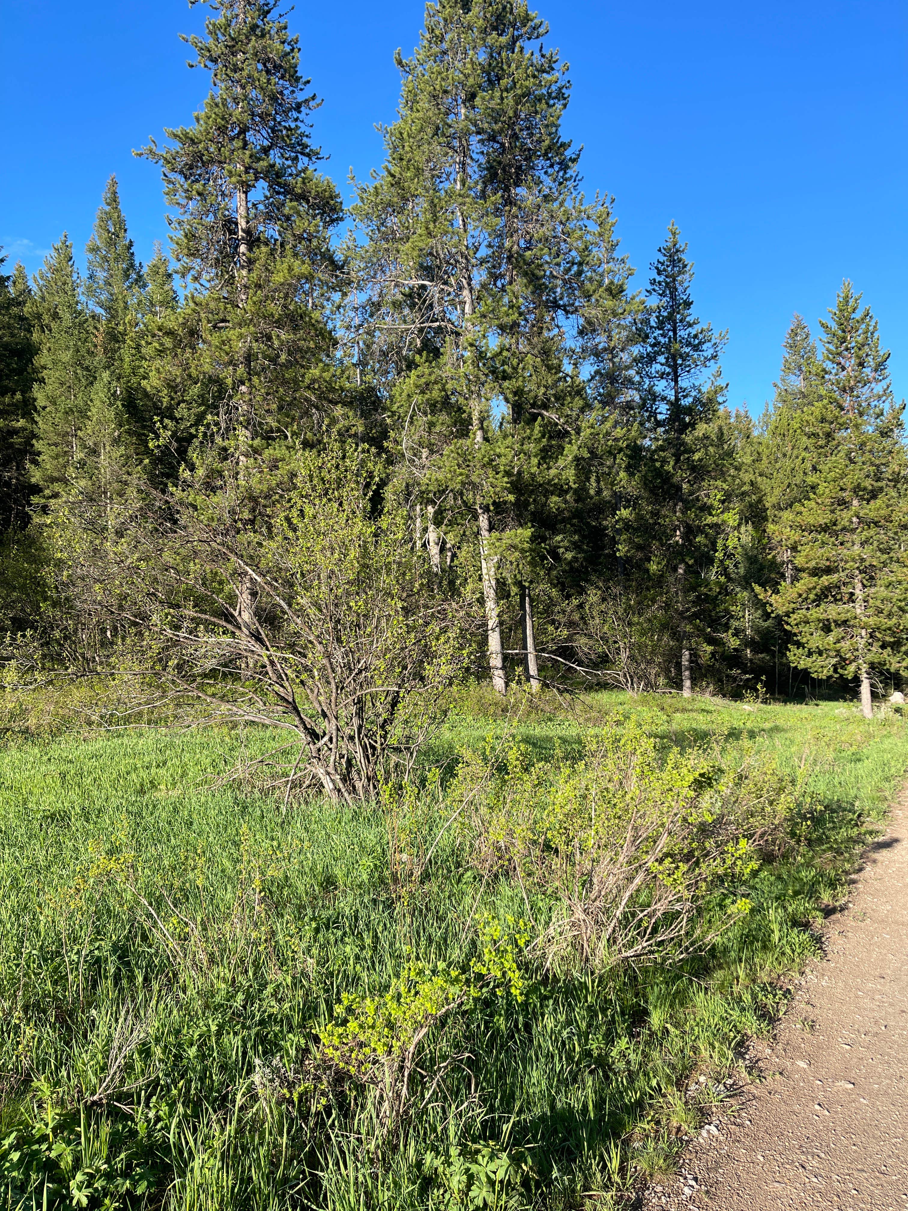 Camper submitted image from Moose Creek Trailhead Dispersed Area - 1