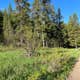 Moose Creek Trailhead Dispersed Area