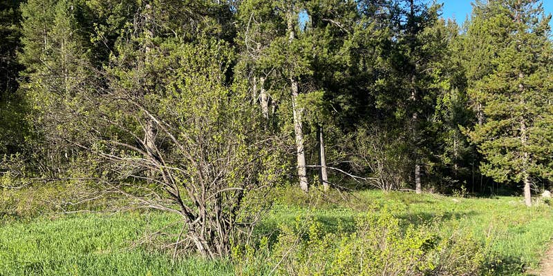 Camper submitted image from Moose Creek Trailhead Dispersed Area