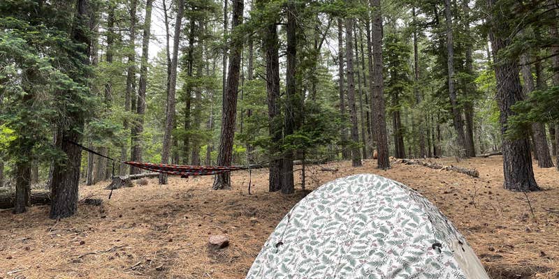 Camper submitted image from Red Canyon (Nm) — Cibola National Forest And Grasslands