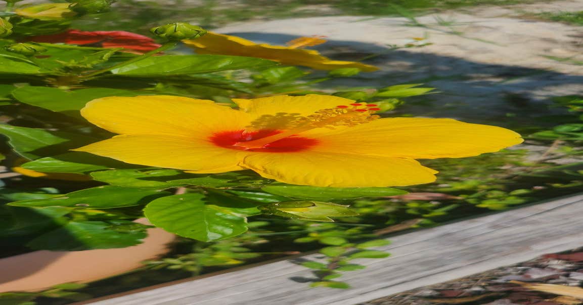 Anchors Out Rv Camping Steinhatchee, FL