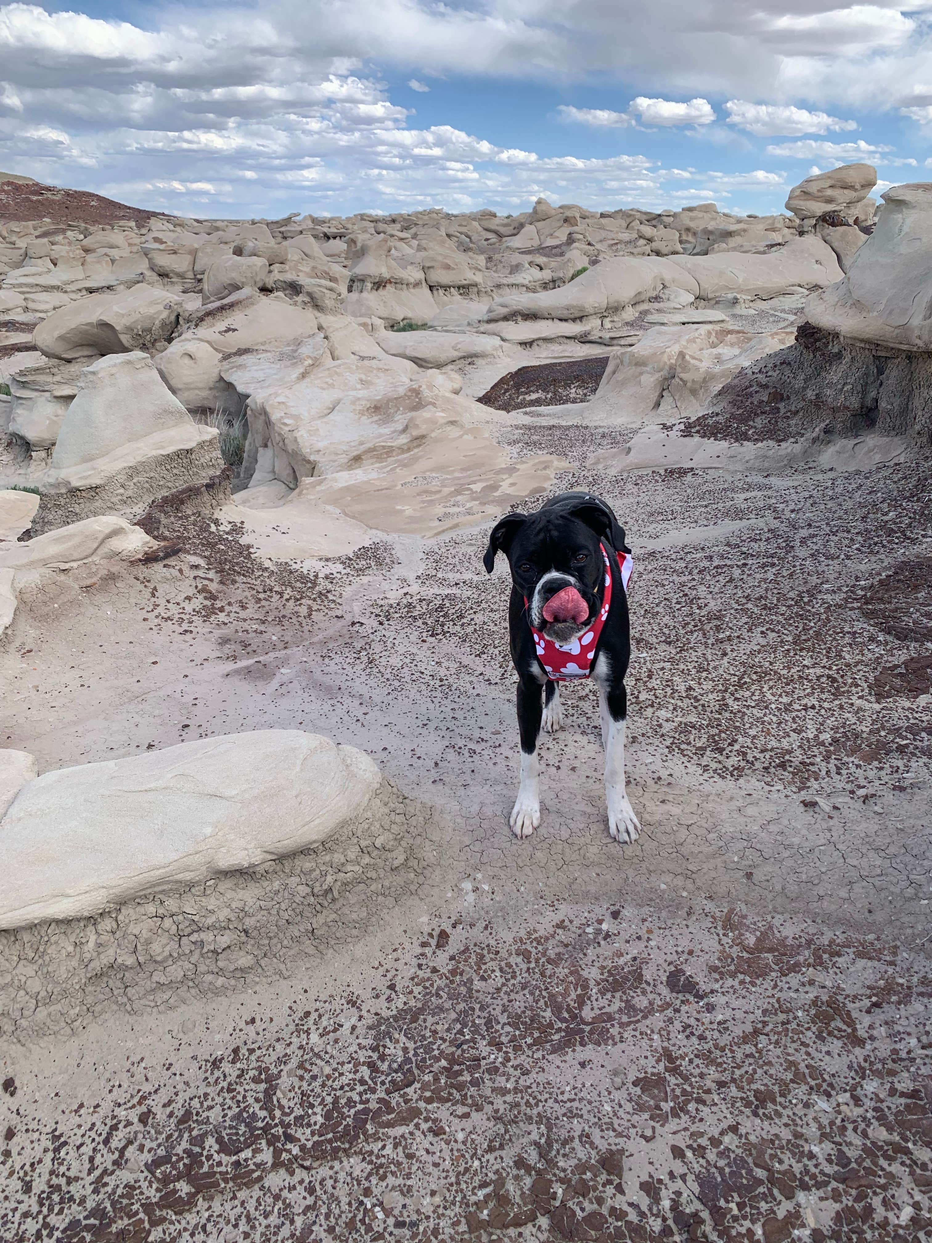 Jennifer M.'s photo of camping with pets at Bisti/De-Na-Zin Wilderness | Dispersed Camping near Farmington, NM