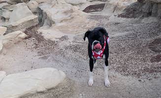 Jennifer M.'s photo of camping with pets at Bisti/De-Na-Zin Wilderness | Dispersed Camping near Nageezi, NM