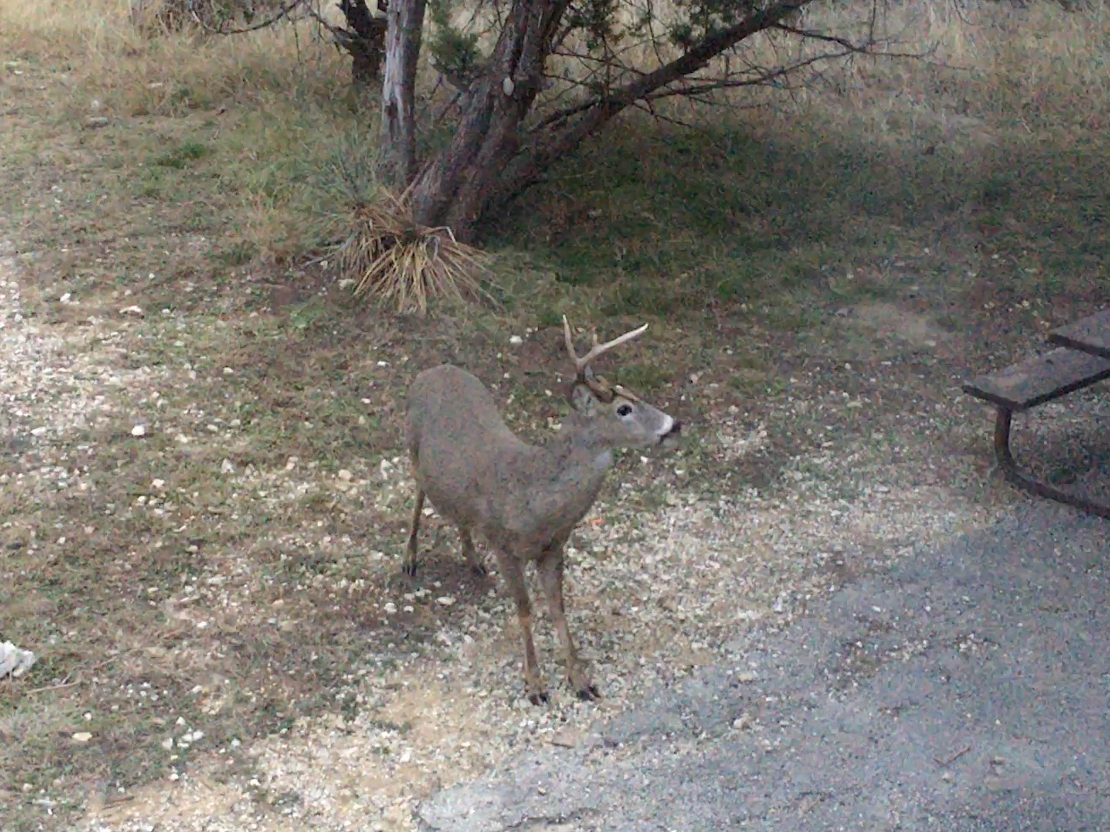 Camper submitted image from Thousand Trails Medina Lake - 3