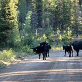 Review photo of Buffalo Pass Dispersed by Christian M., May 31, 2023