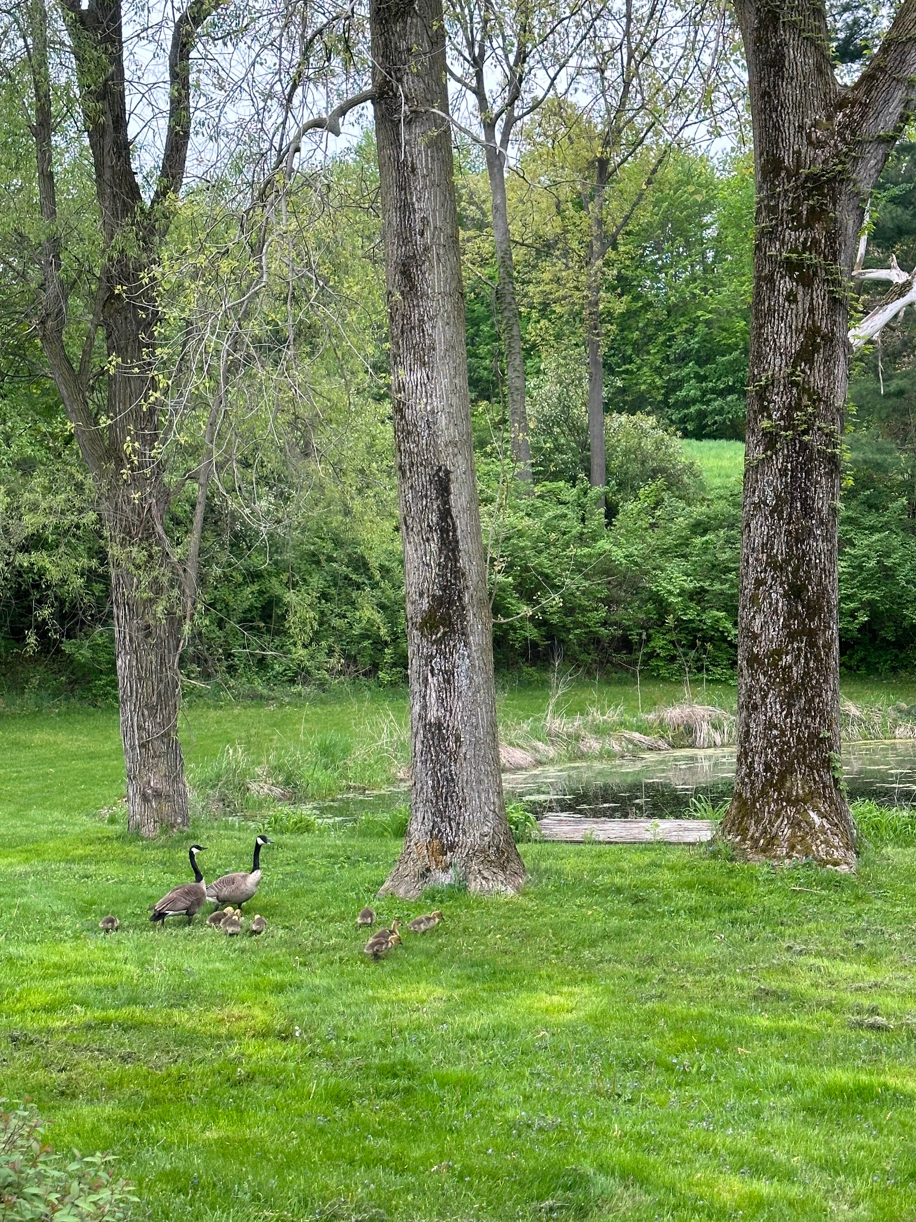 Camper-submitted photo at Frogs 'n Hammocks near Berrien Springs, MI