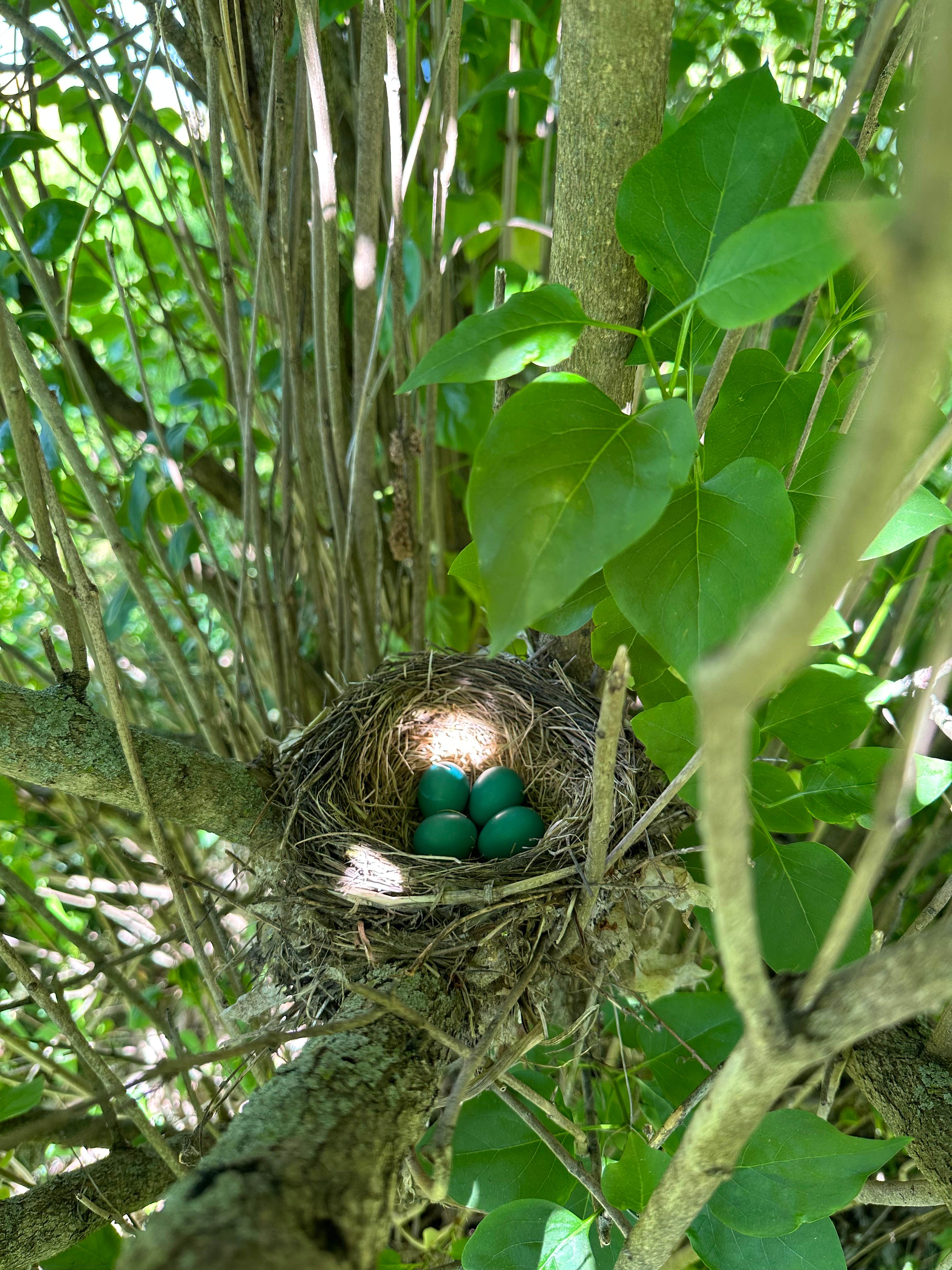 Camper-submitted photo at Frogs 'n Hammocks near Berrien Springs, MI