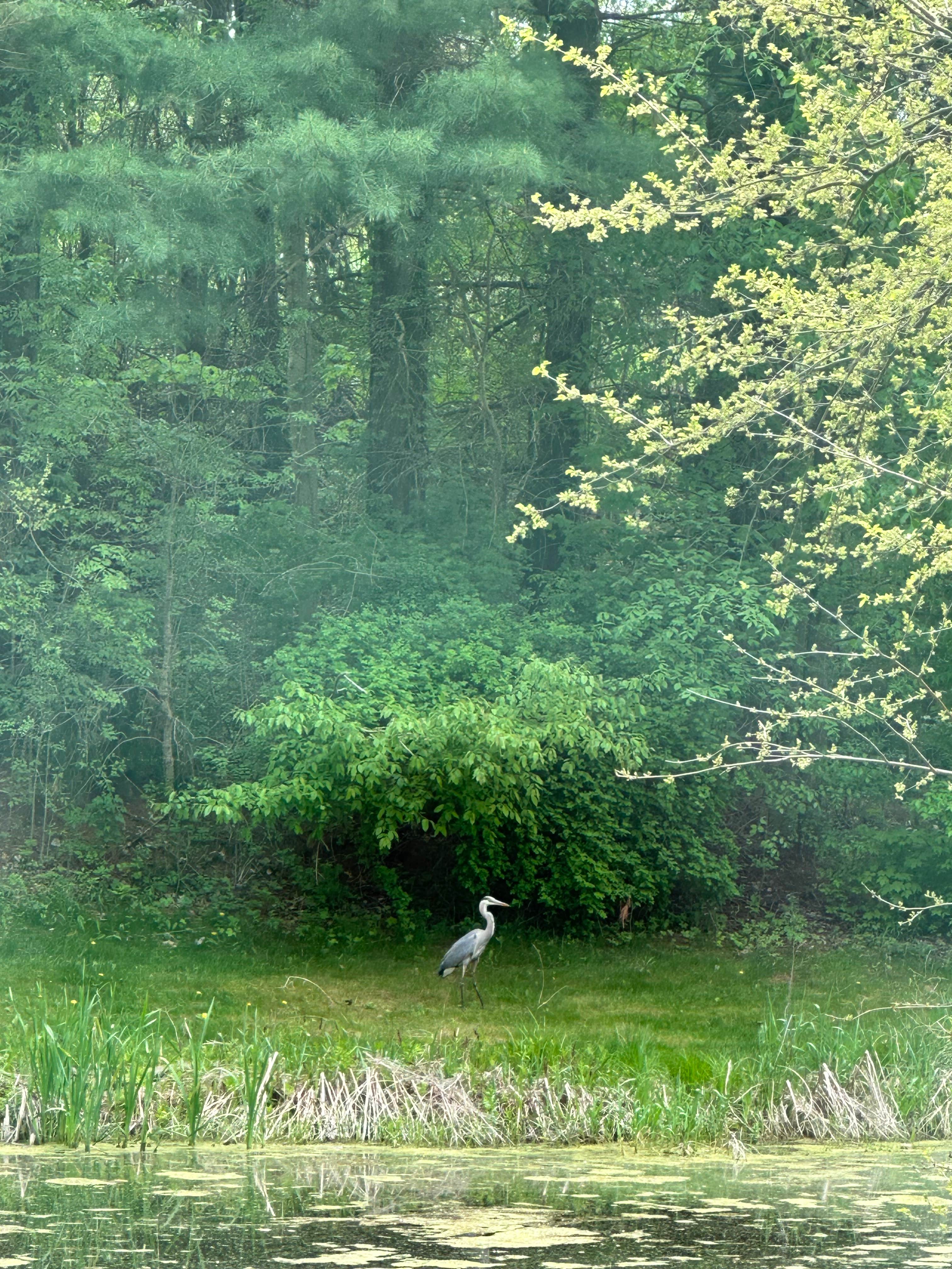 Camper-submitted photo at Frogs 'n Hammocks near Berrien Springs, MI