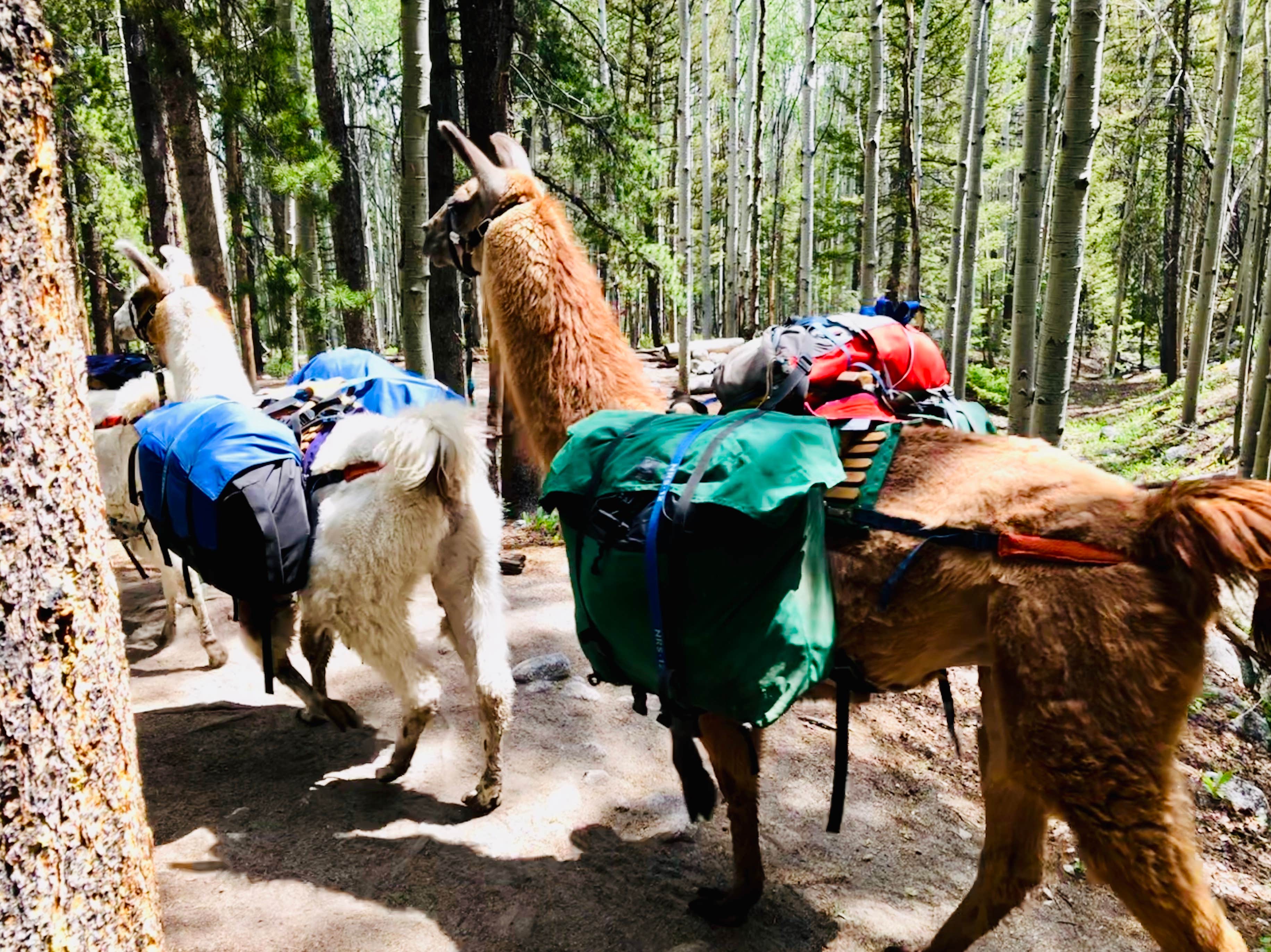 Joshua D.'s photo of camping with pets at Browns Creek (South) Dispersed Camping near Poncha Springs, CO